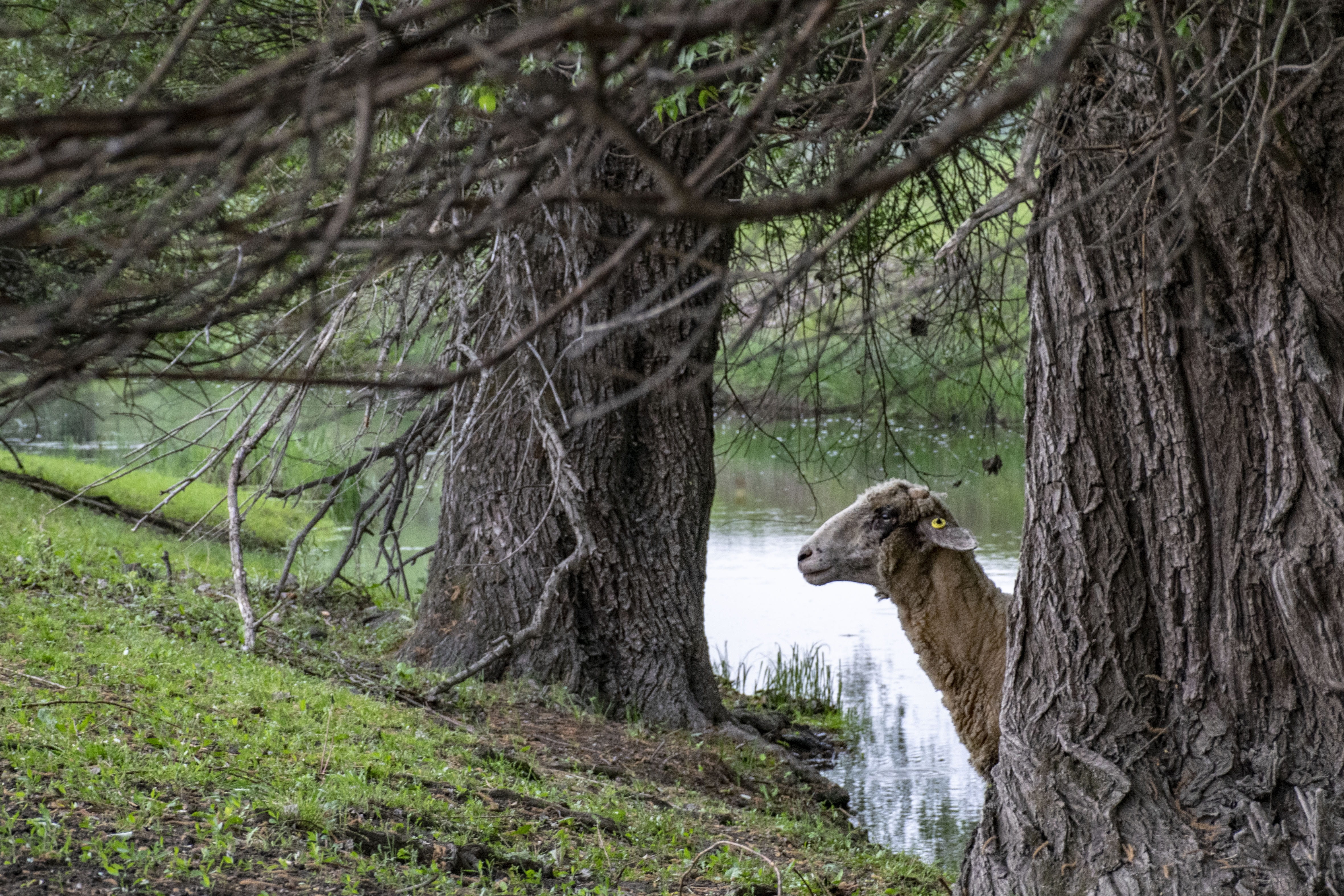 sheep, animal themes, vertebrate, 4K, lamb, forest, animal wildlife, cute, tree trunk, nature, outdoors, domestic animals, trunk, animals, spring, domestic, HD Wallpaper