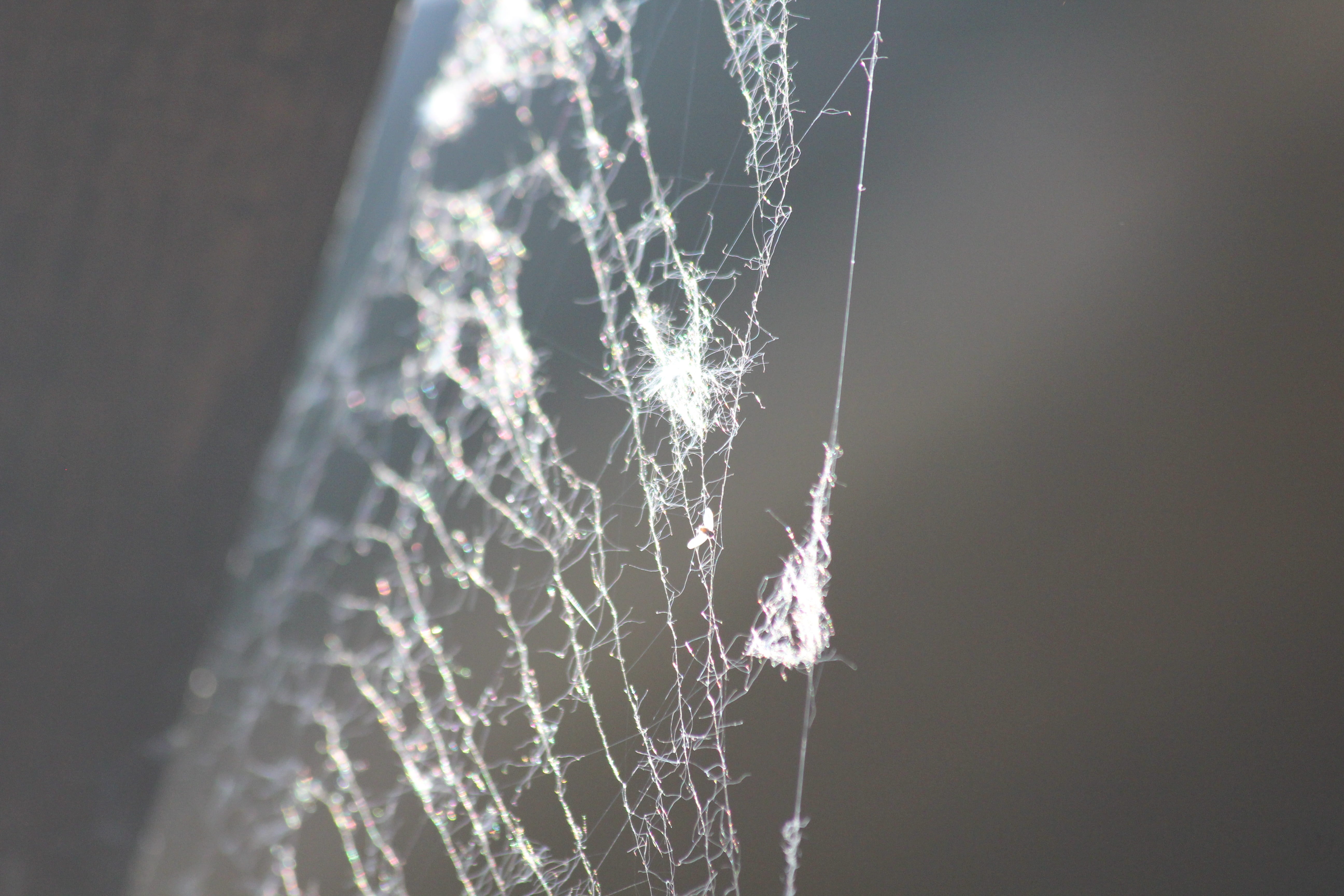 dandelion seed, focus on foreground, close-up, no people, outdoors, jumble, tranquility, network, night, trap, spider web, 5K, beauty in nature, vulnerability, HD Wallpaper