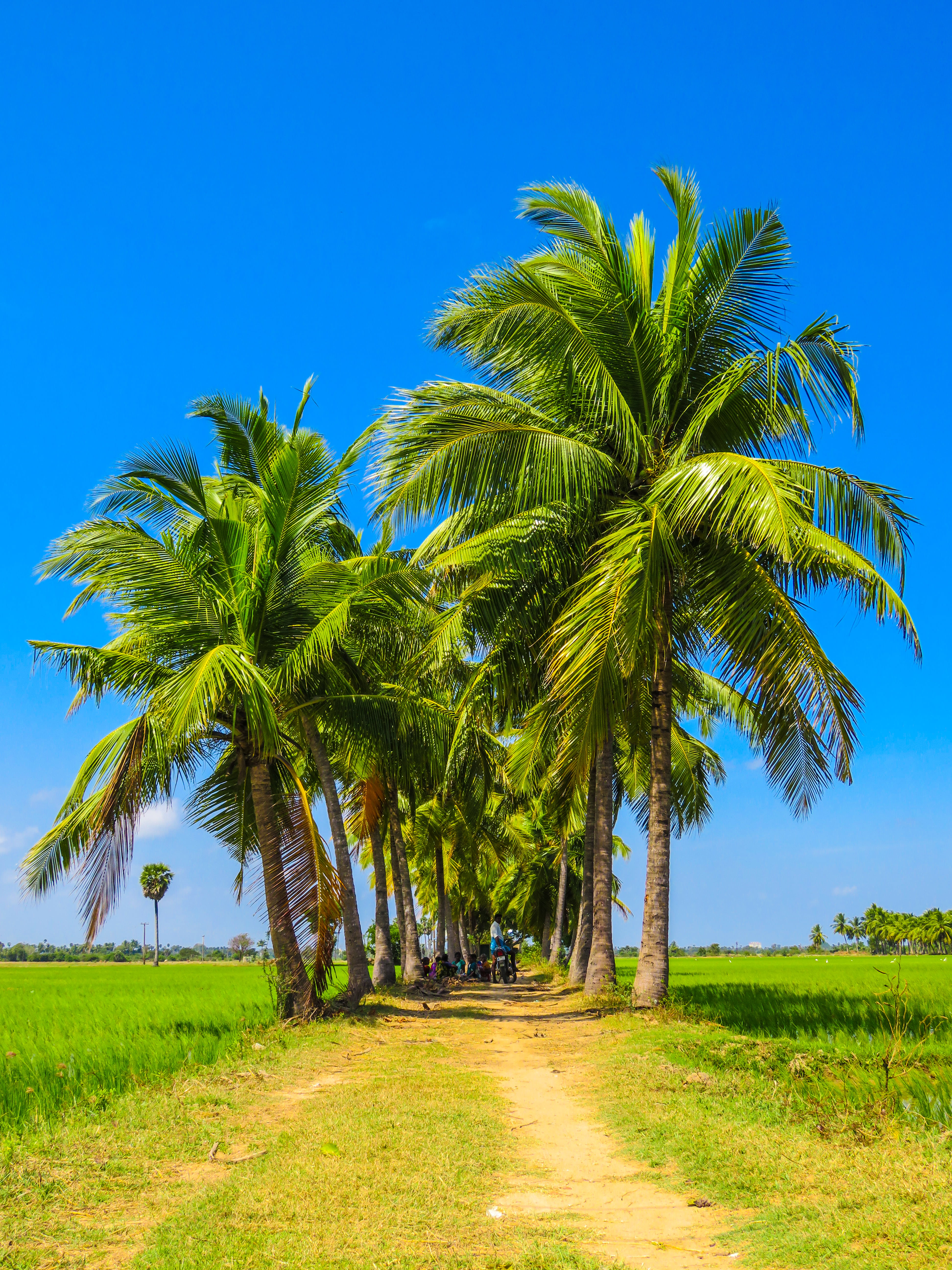 sunshine, tree, paddy, direction, field, beauty in nature, rice, travel destinations, coconut palm tree, group, summer, coconut, green color, blue, tranquil scene, Phone HD Wallpaper