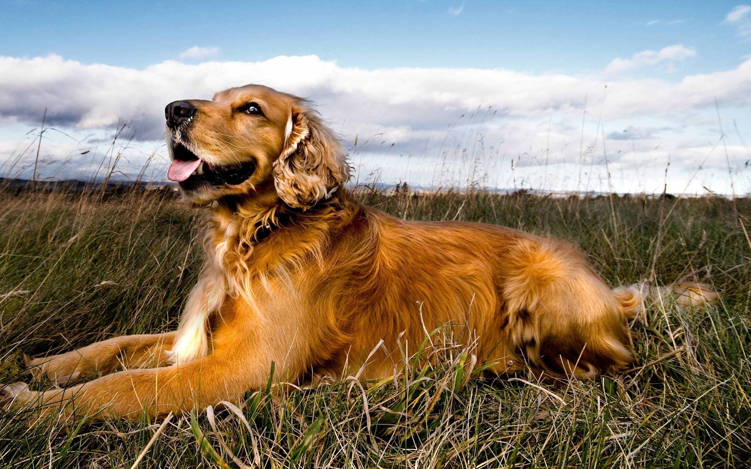 dogs, animals, retriever, hd, art, 2K, golden, Pets, Golden Retriever, HD Wallpaper