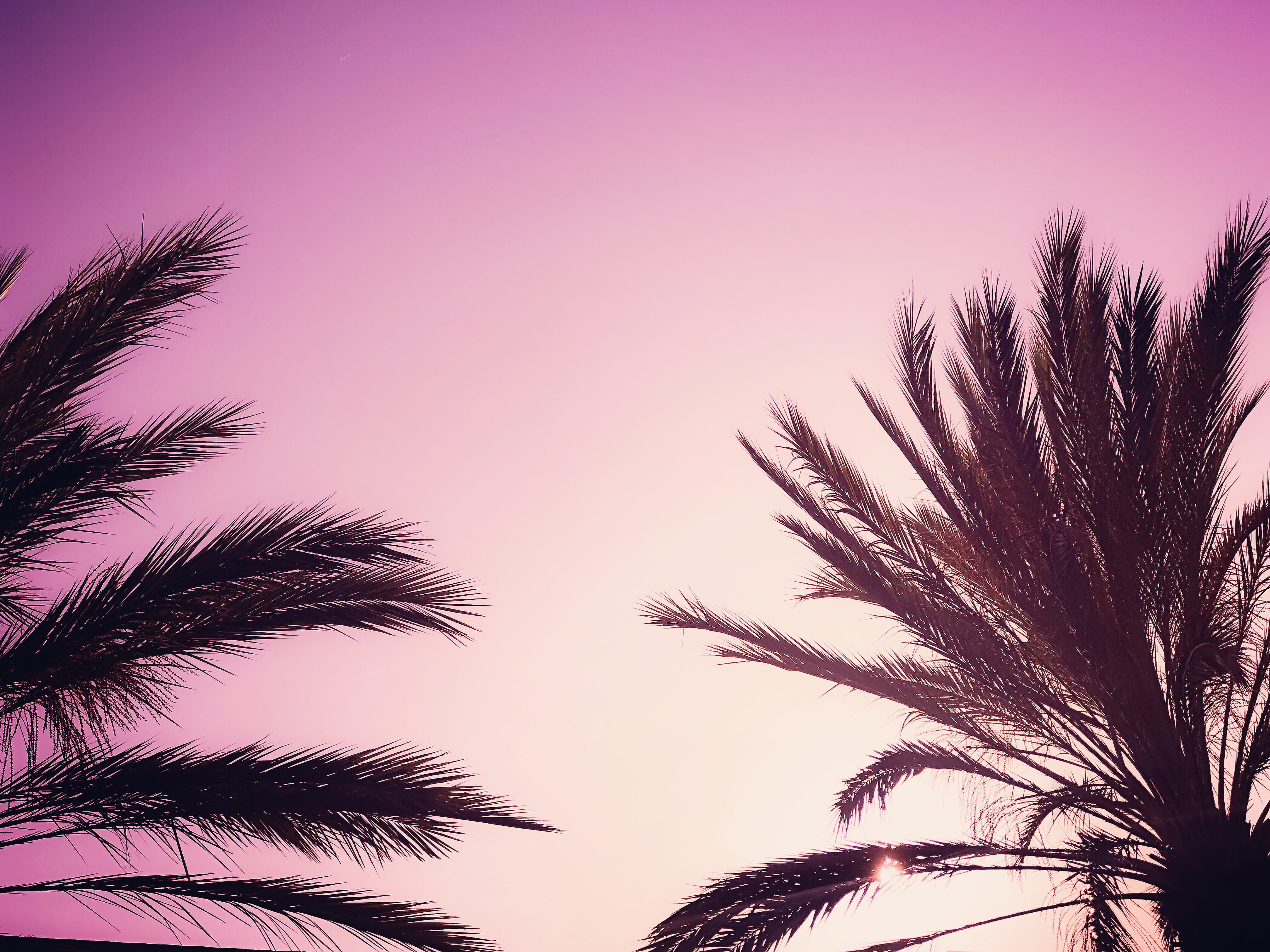 day, plant, 4K, low angle view, sky, tree, palm, clear sky, outdoors, palm leaf, los angeles, growth, leaf, colorful, tranquility, backgrounds, palm tree, HD Wallpaper