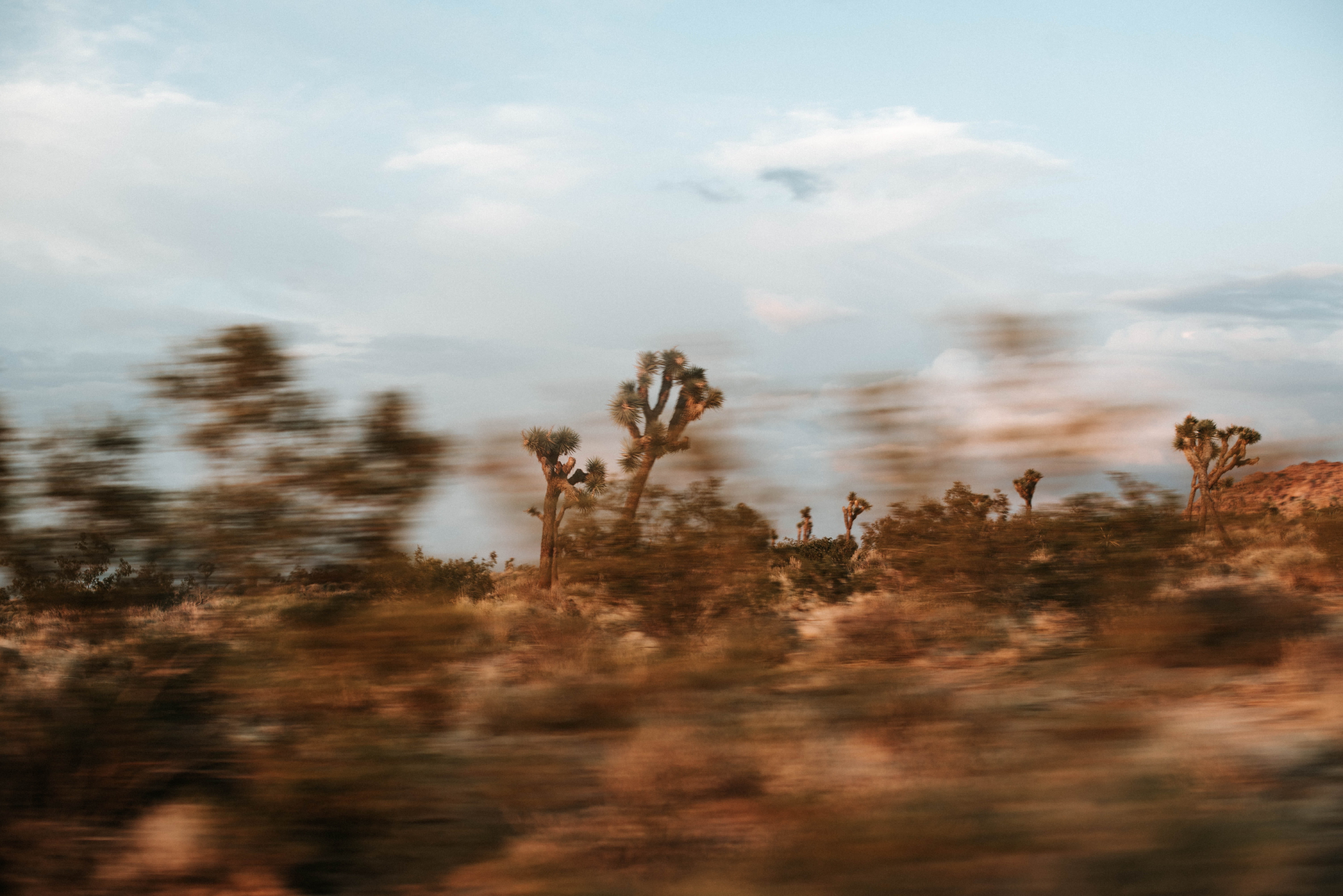 adventure, animals In The Wild, travel, new Mexico, long exposure, view, nature, motion, joshua tree, californium, roadtrip, outdoors, summer, color Image, HD Wallpaper