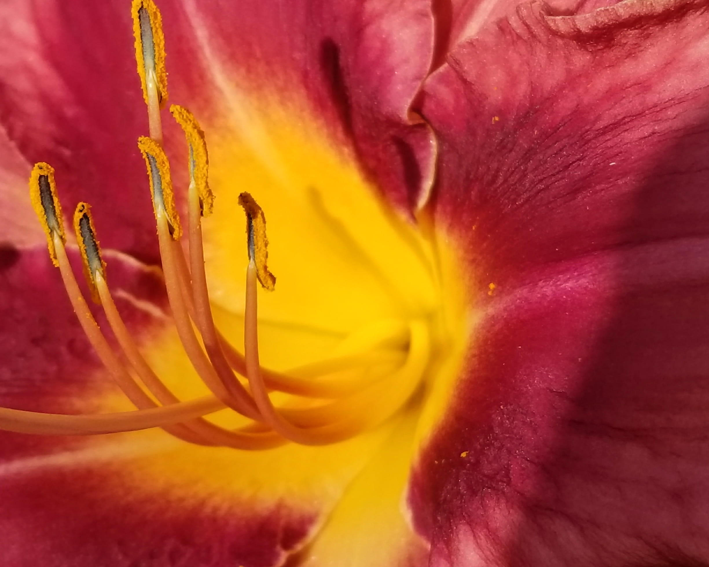 stamen, freshness, purple, pollen, floral, springtime, 1080P, beauty in nature, petal, little tokyo, flower head, petals, united states, full frame, softness, HD Wallpaper
