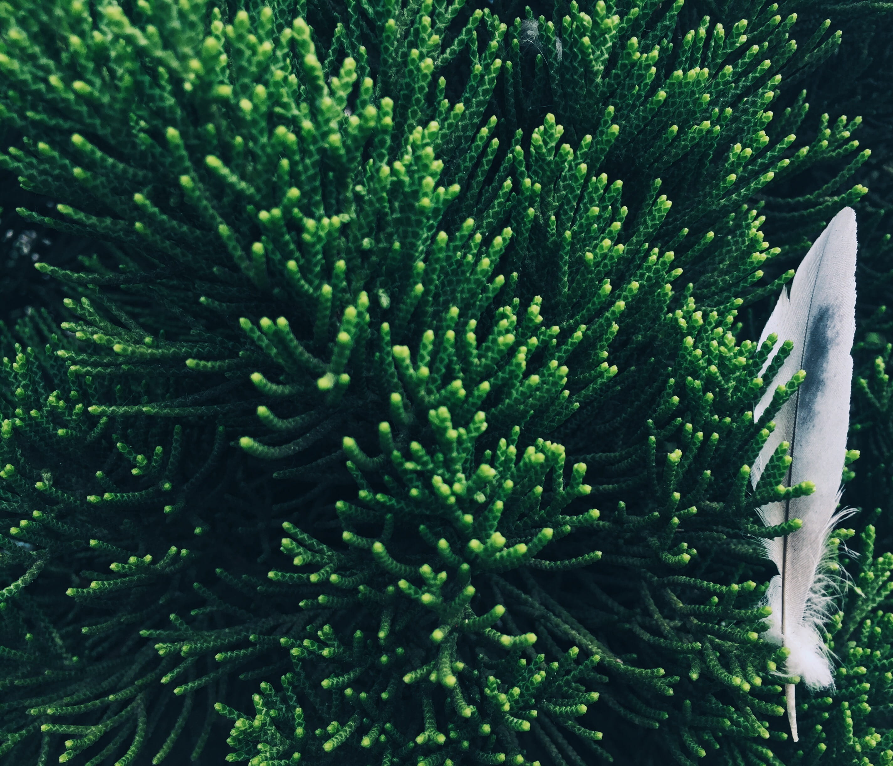 los angeles, high angle view, grey, needle - plant part, cactus, tree, text background, feather, white, beauty in nature, plant part, little tokyo, coniferous tree, HD Wallpaper
