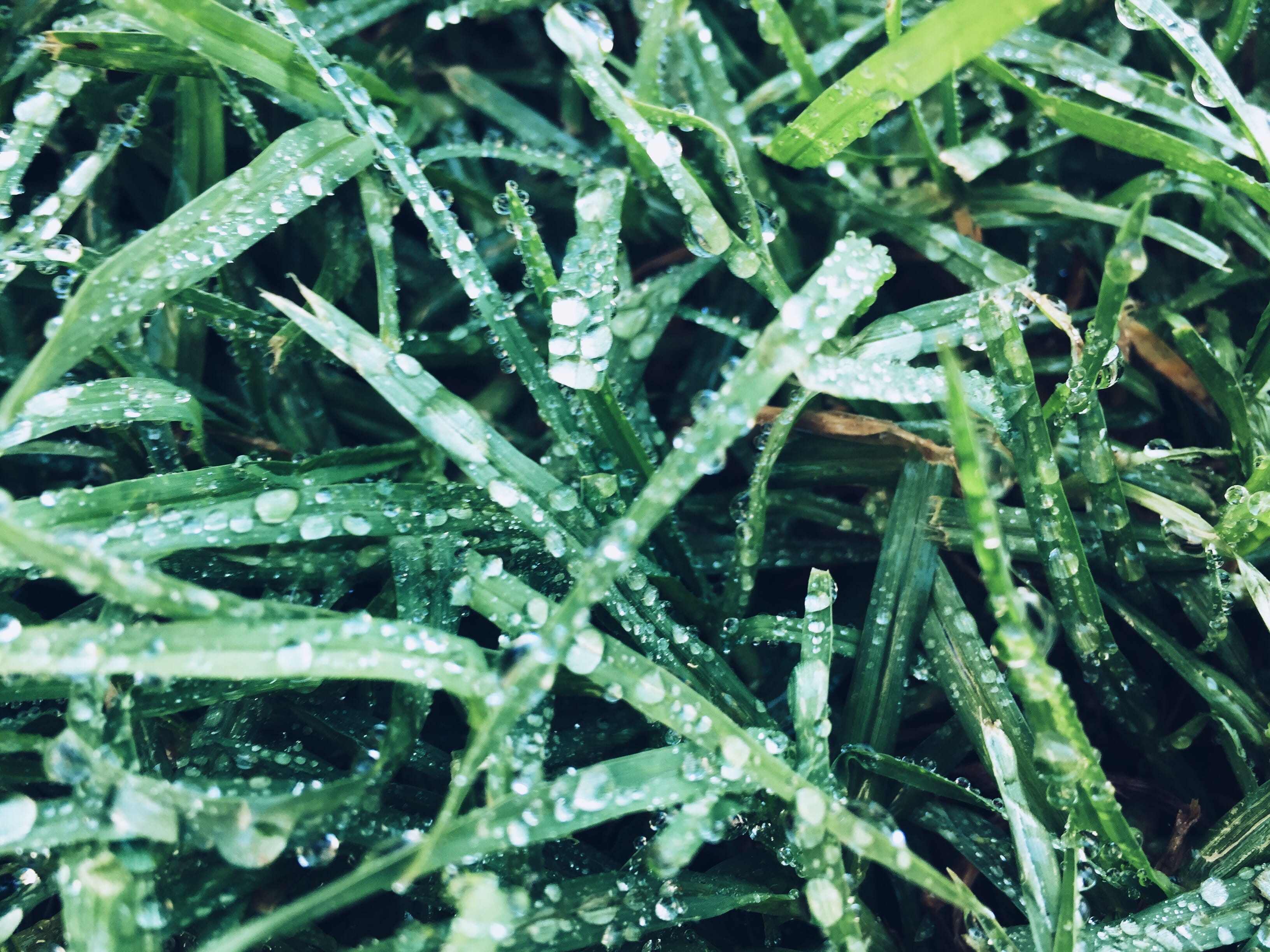 macro photography, dew, winter, los angeles, cold temperature, morning, grass, little tokyo, day, green color, close-up, california, green, beauty in nature, HD Wallpaper