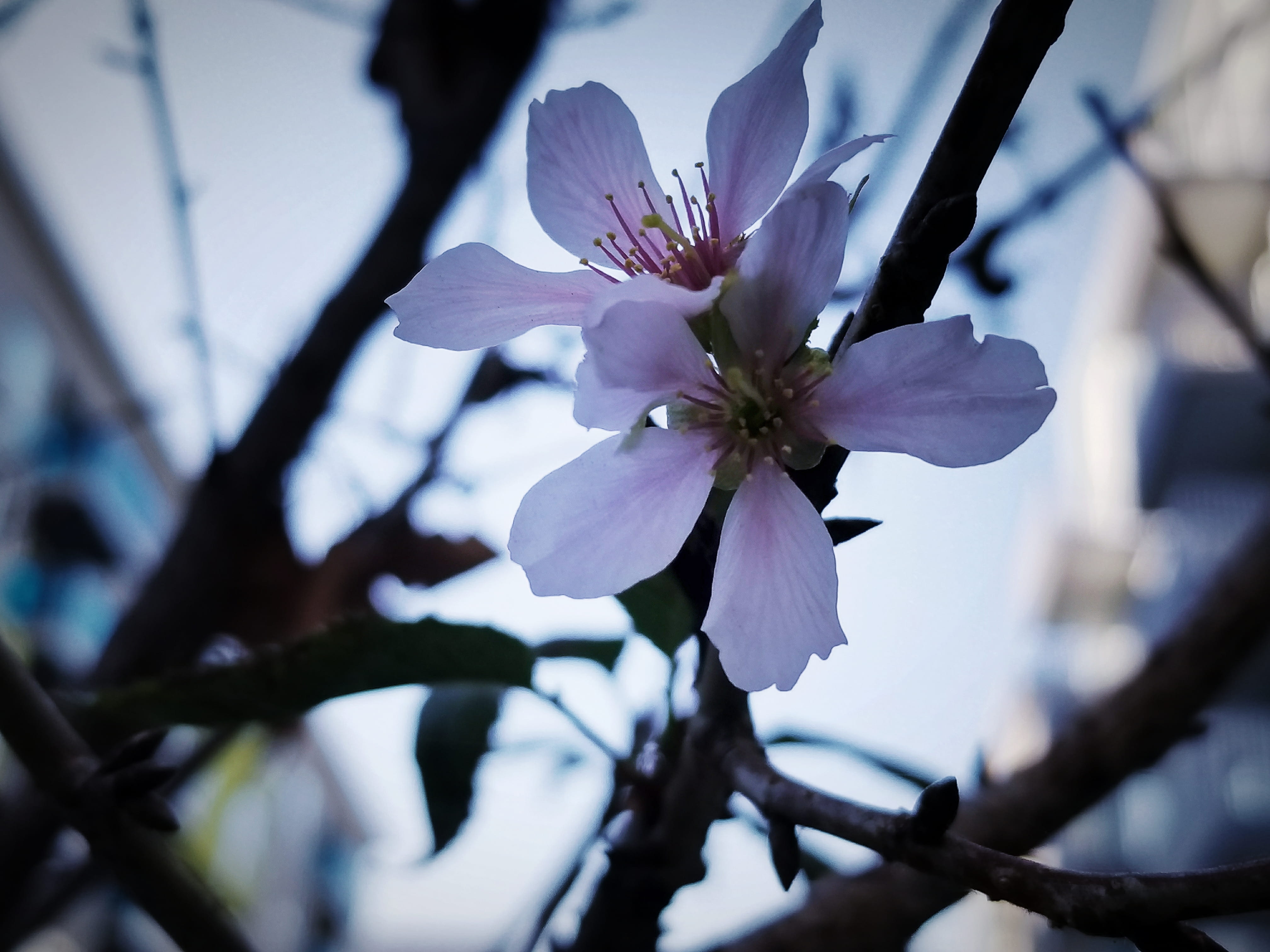 4K, floral, outdoors, cherry blossom, twig, mobile photography, plant, petal, springtime, cherry tree, no people, vulnerability, flowering plant, digital photography, HD Wallpaper