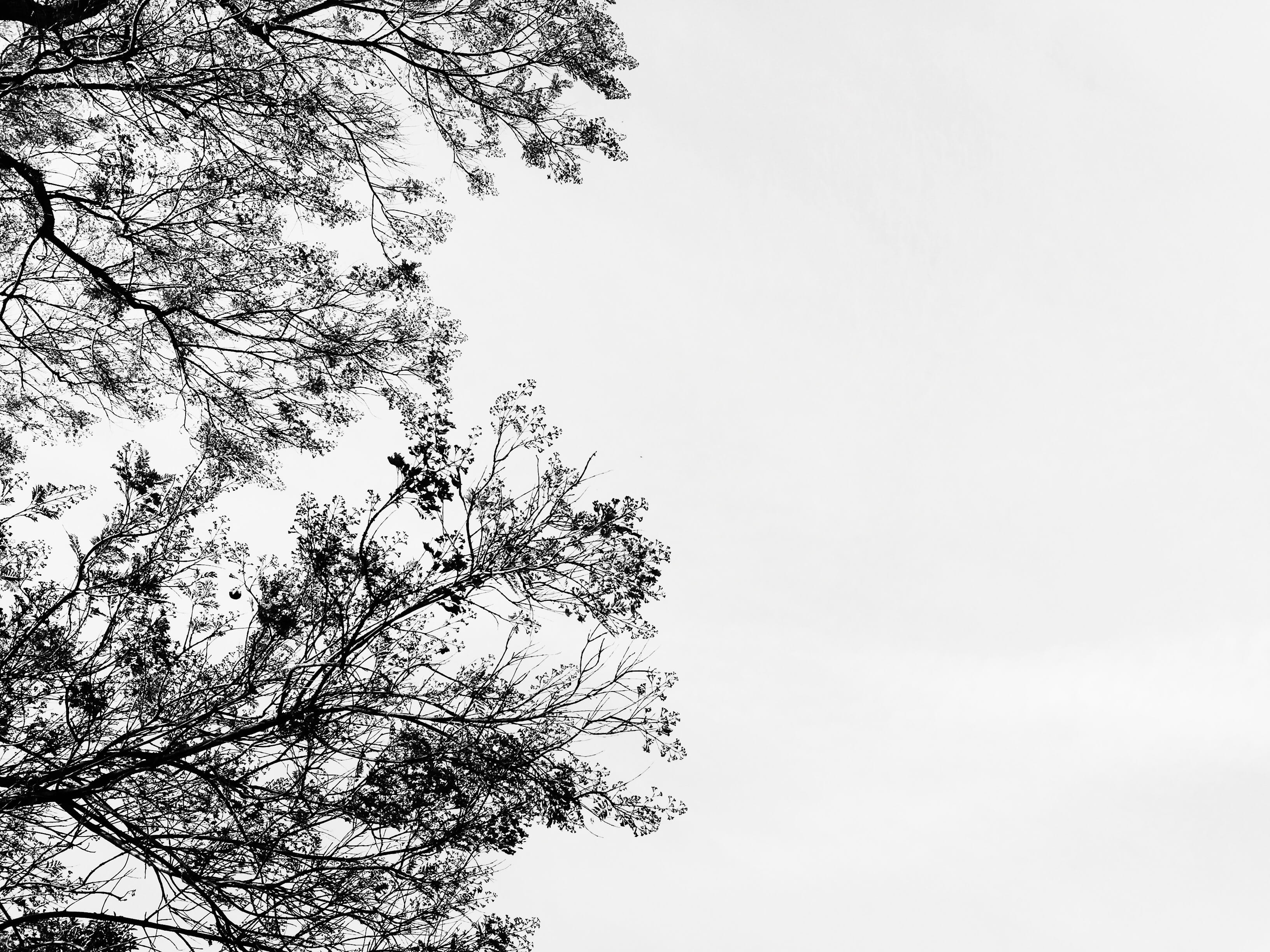 clouds, united states, no people, los angeles, high section, growth, silhouette, fall, outdoors, weather, tree, 2K, nature, minimal, photography, tranquility, HD Wallpaper