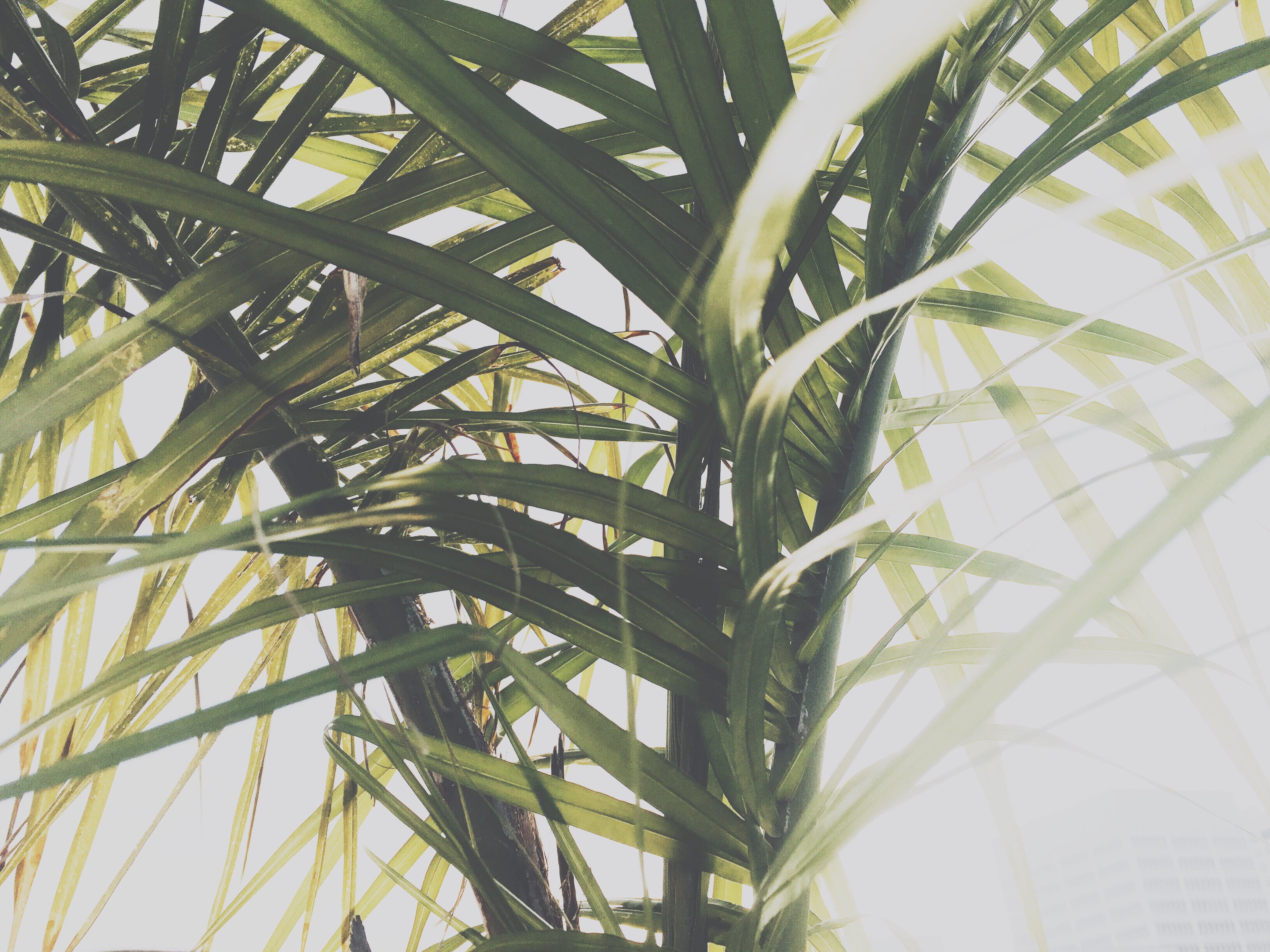 pattern, outdoors, los angeles, blade of grass, day, macro, united states, tree, backgrounds, focus on foreground, palm tree, low angle view, plant part, HD Wallpaper