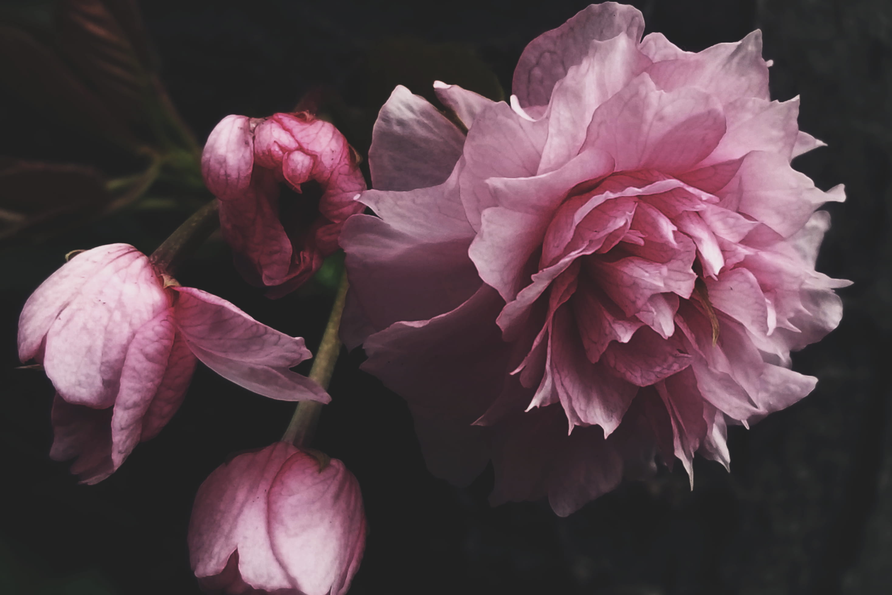 nature photography, nature, fragility, cool, petal, little tokyo, macro, spring, text background, background, blog background, close-up, growth, blossom, HD Wallpaper