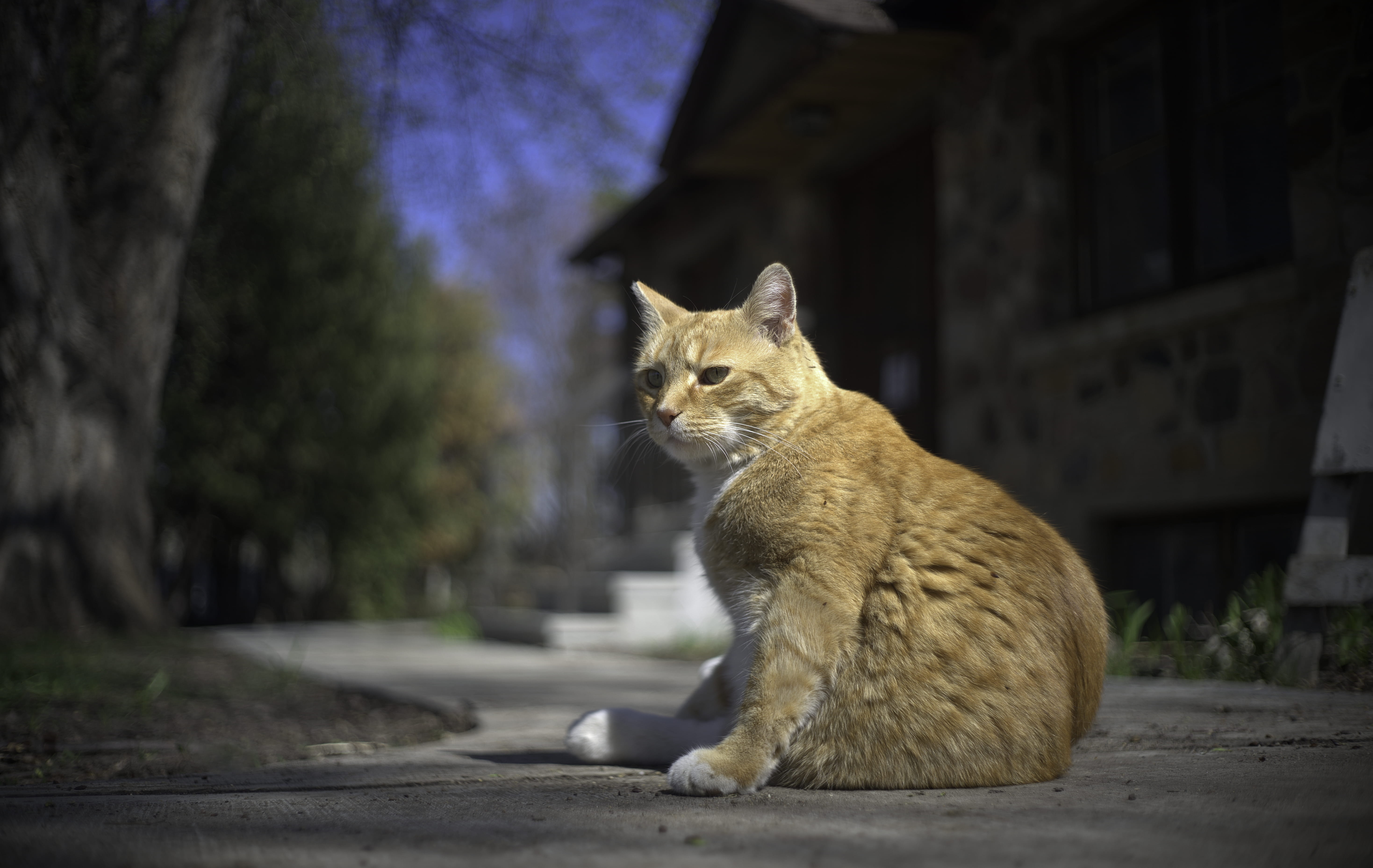 pets, cat, mammal, food, canada, ginger cat, hairs, domestic animals, focus on foreground, 5K, kat, animal themes, architecture, looking, animal, whisker, HD Wallpaper