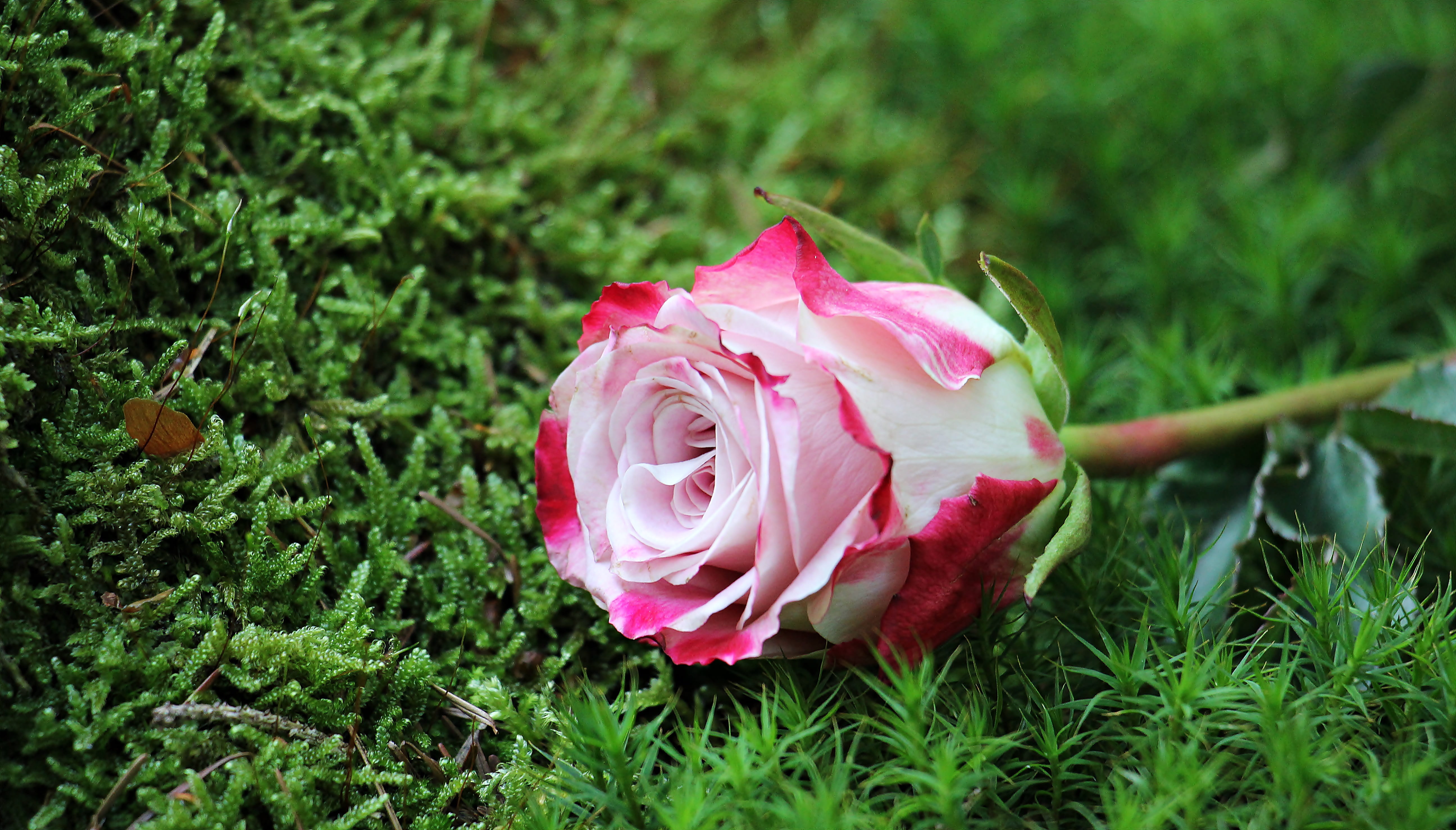 postcard, white, mood, culture rose, moss bed, rosaceae, individually, plant, no people, romance, background image, flower, red, pink white, day, queen of flowers, HD Wallpaper