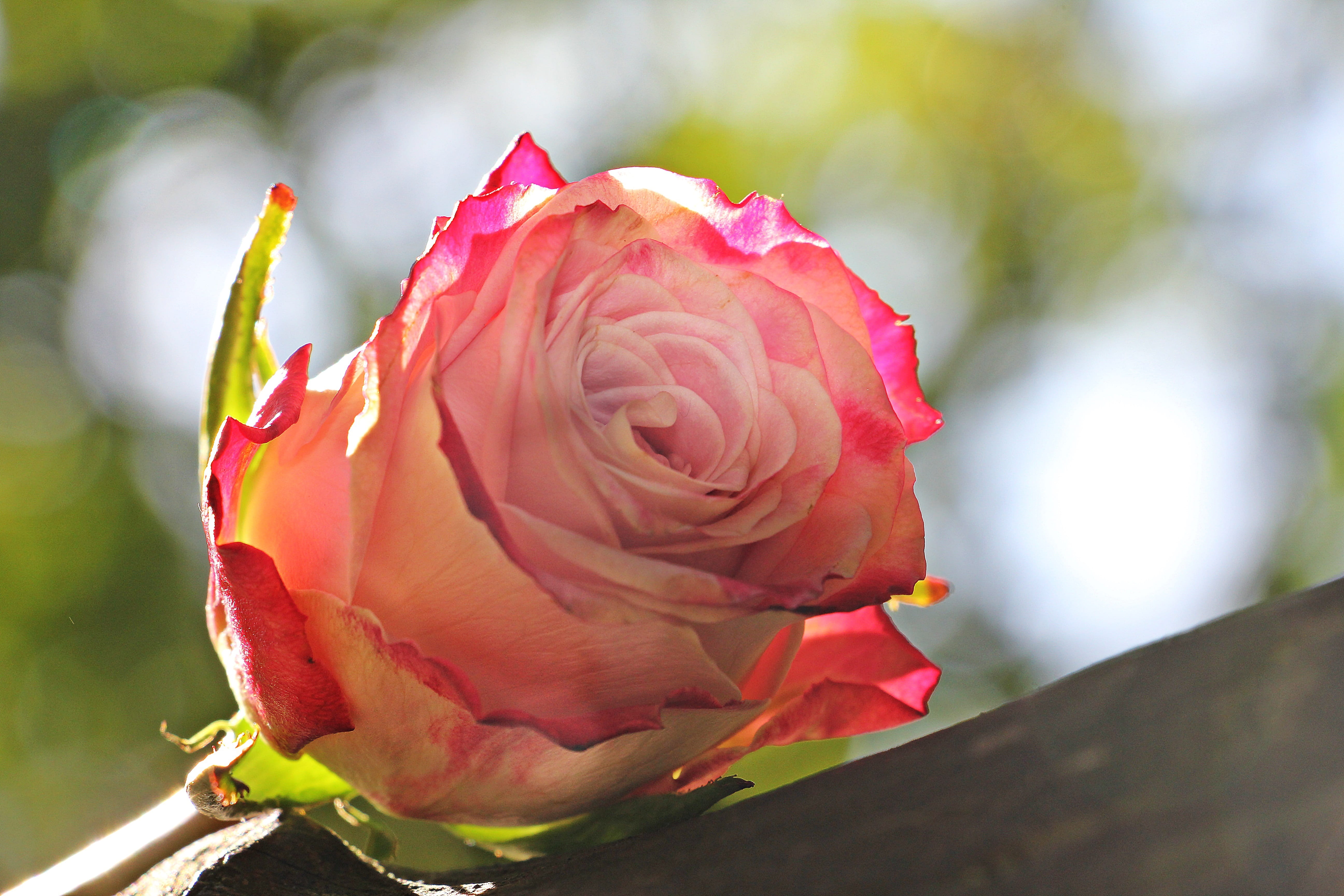 beauty in nature, flowering plant, close-up, autumn, mood, fragility, greeting, romantic, nature, 5K, rose - flower, map, white, bloom, postcard, no people, HD Wallpaper