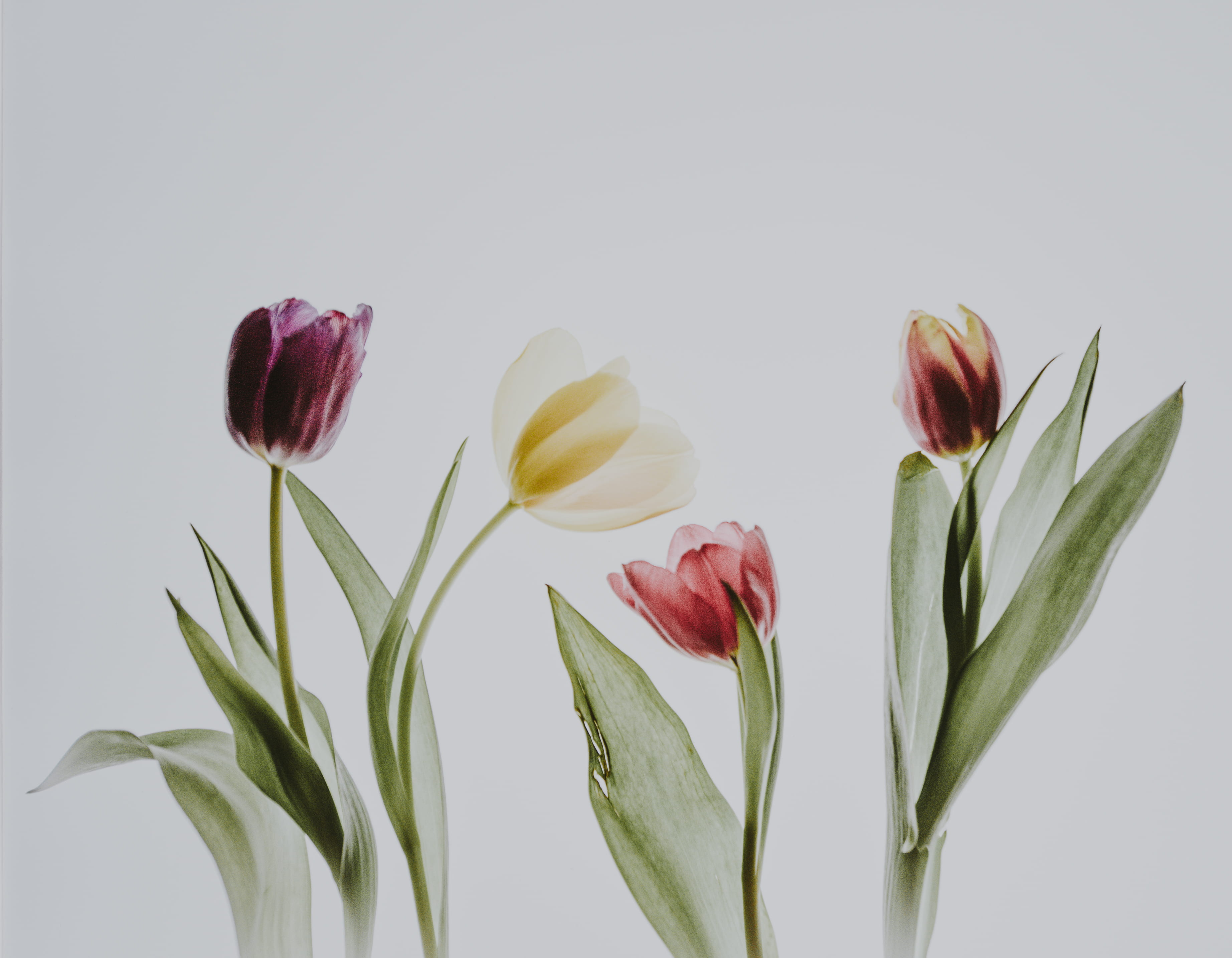 plant, 2K, petal, flower, white, flower arrangement, growth, flowers, lightbox, no people, vulnerability, leaf, springtime, tulips, nature, studio shot, HD Wallpaper