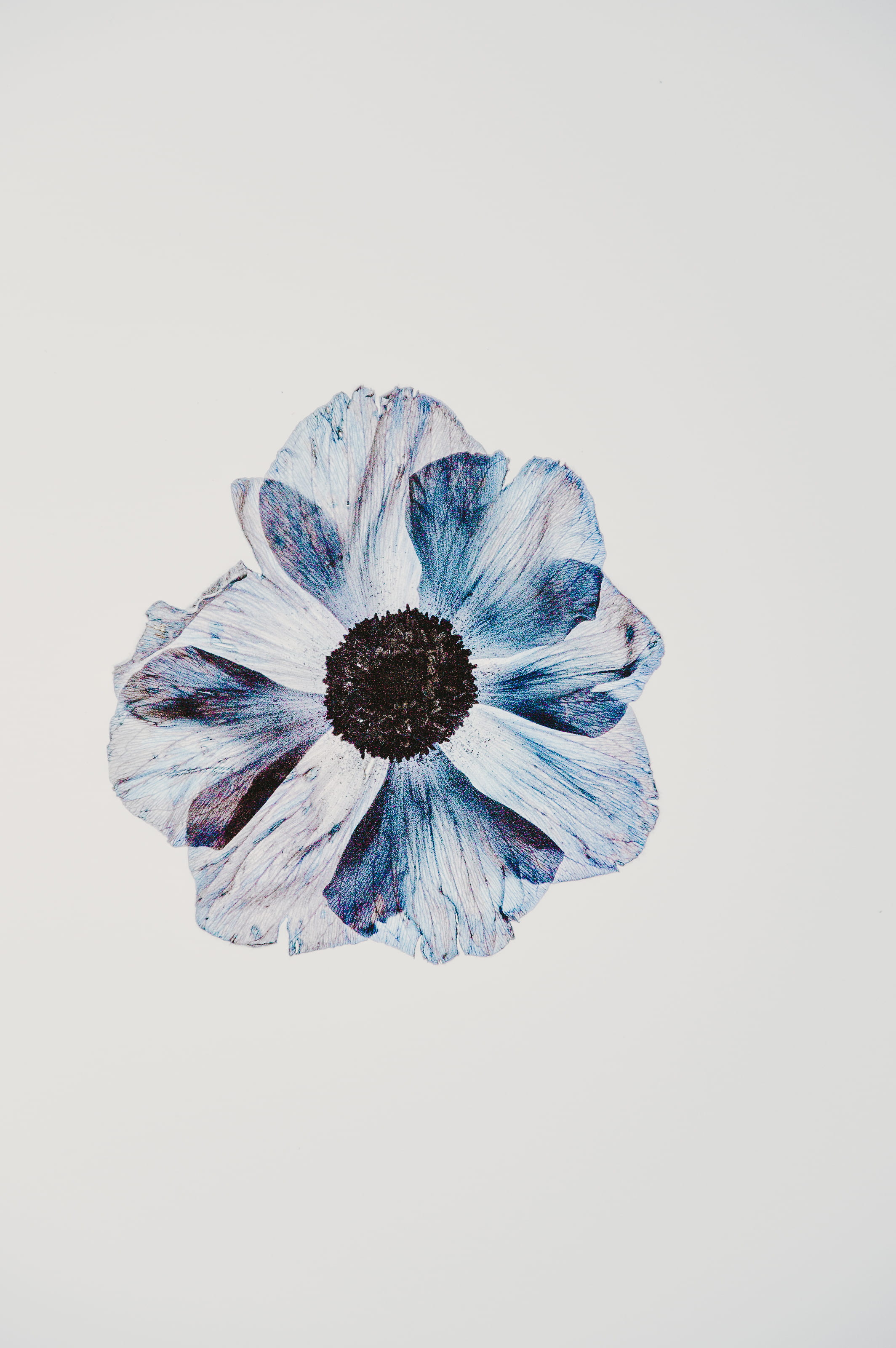 2K, white background, food and drink, paint, vegetable, blue, cut out, lightbox, petaled, studio shot, anemone, flower, inflorescence, close-up, bloom, Phone HD Wallpaper