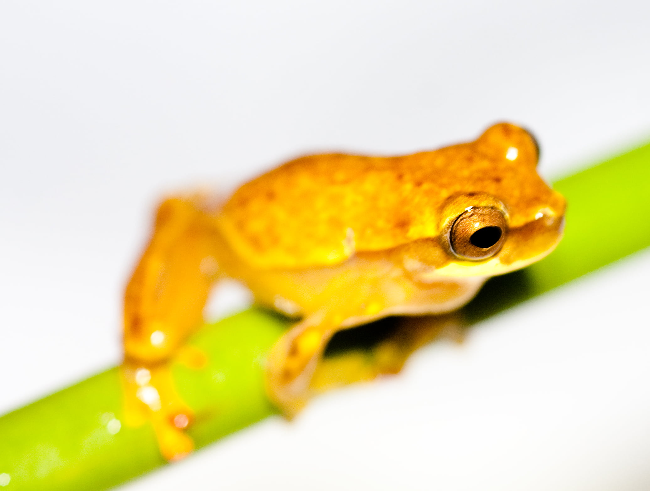 nature, stem, close up, tree, tree Frog, brown Tree Frog, amphibian, ponds, close, close-up, Hourglass Treefrog, Hyla, 1080P, Panama, amphibians, lightbox, HD Wallpaper