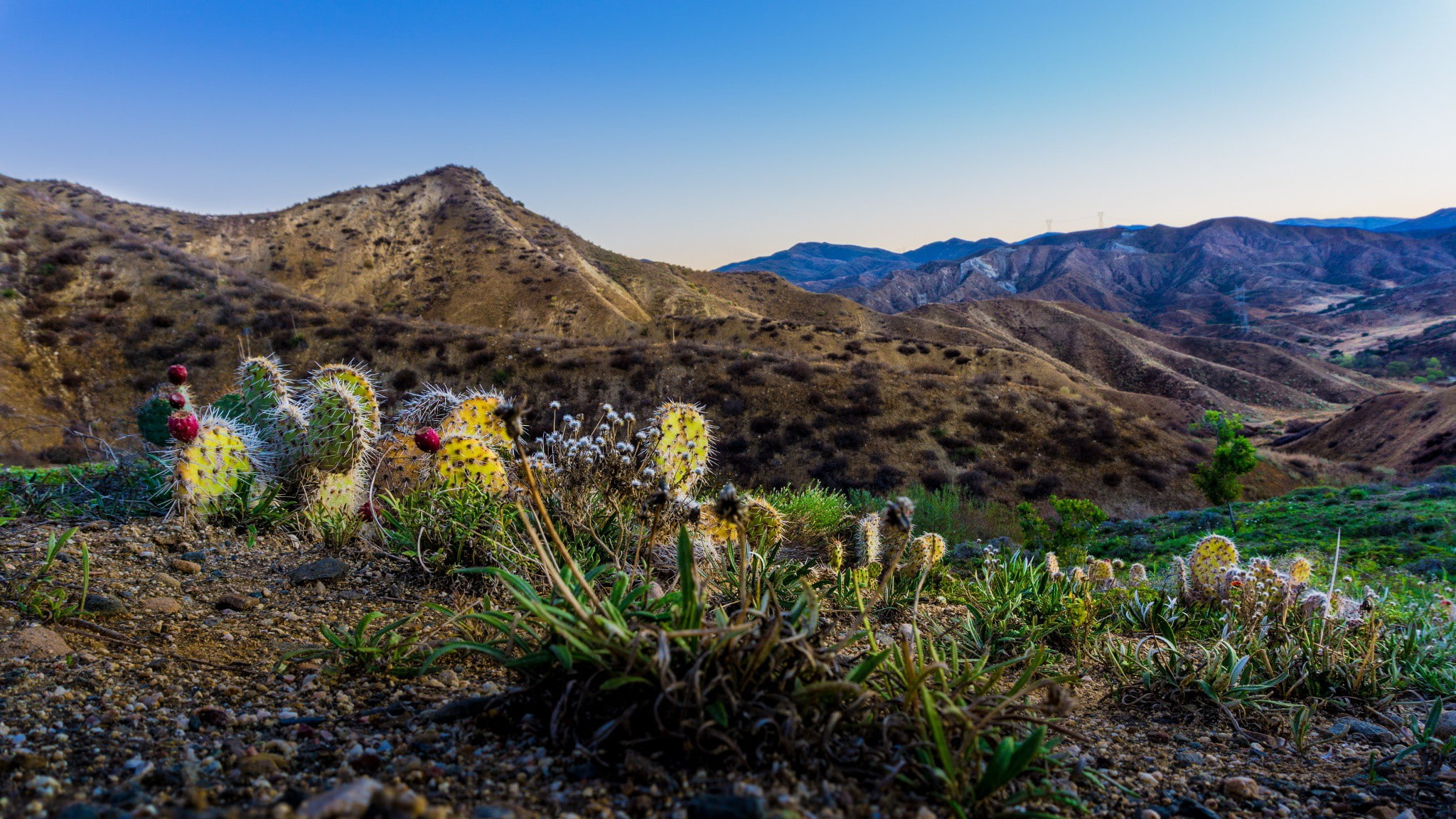 canyon, cactus, 1080P, open space, lit up, lit, haskell, sunrise, HD Wallpaper