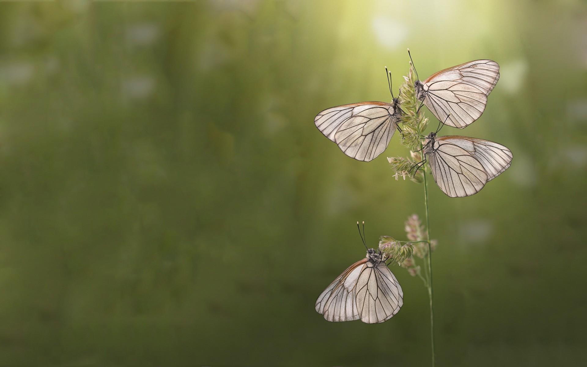 nature, butterfly, 1080P, grass, sunlight, animals, butterflies, HD Wallpaper
