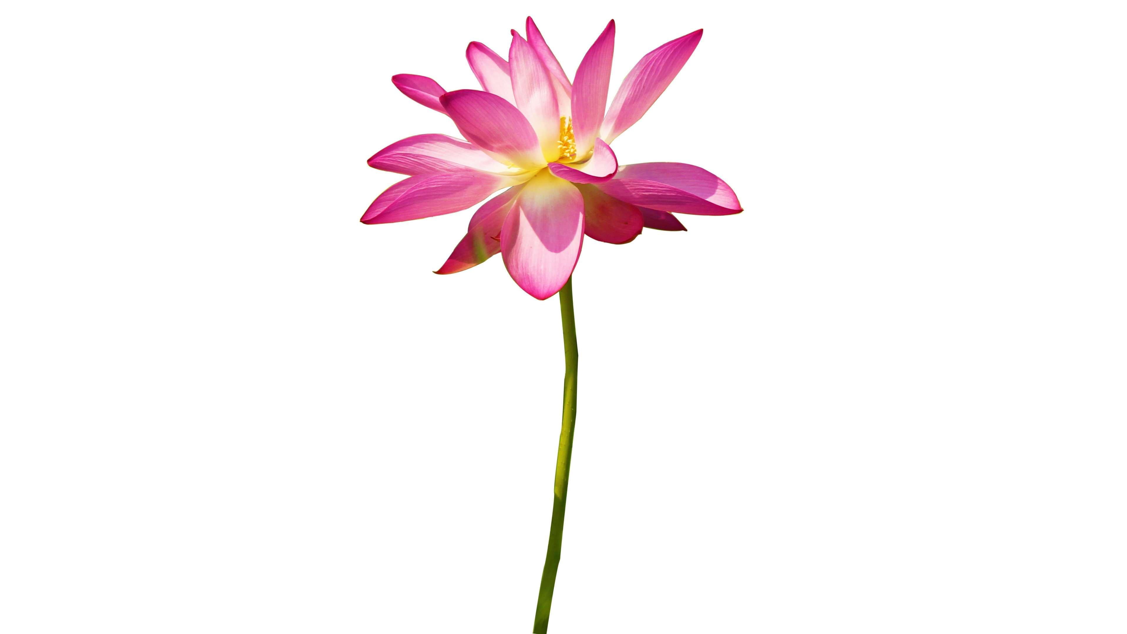 pollen, inflorescence, freshness, white background, beauty in nature, no people, pink color, vulnerability, flowering plant, plant, isolated, lotus, studio shot, HD Wallpaper