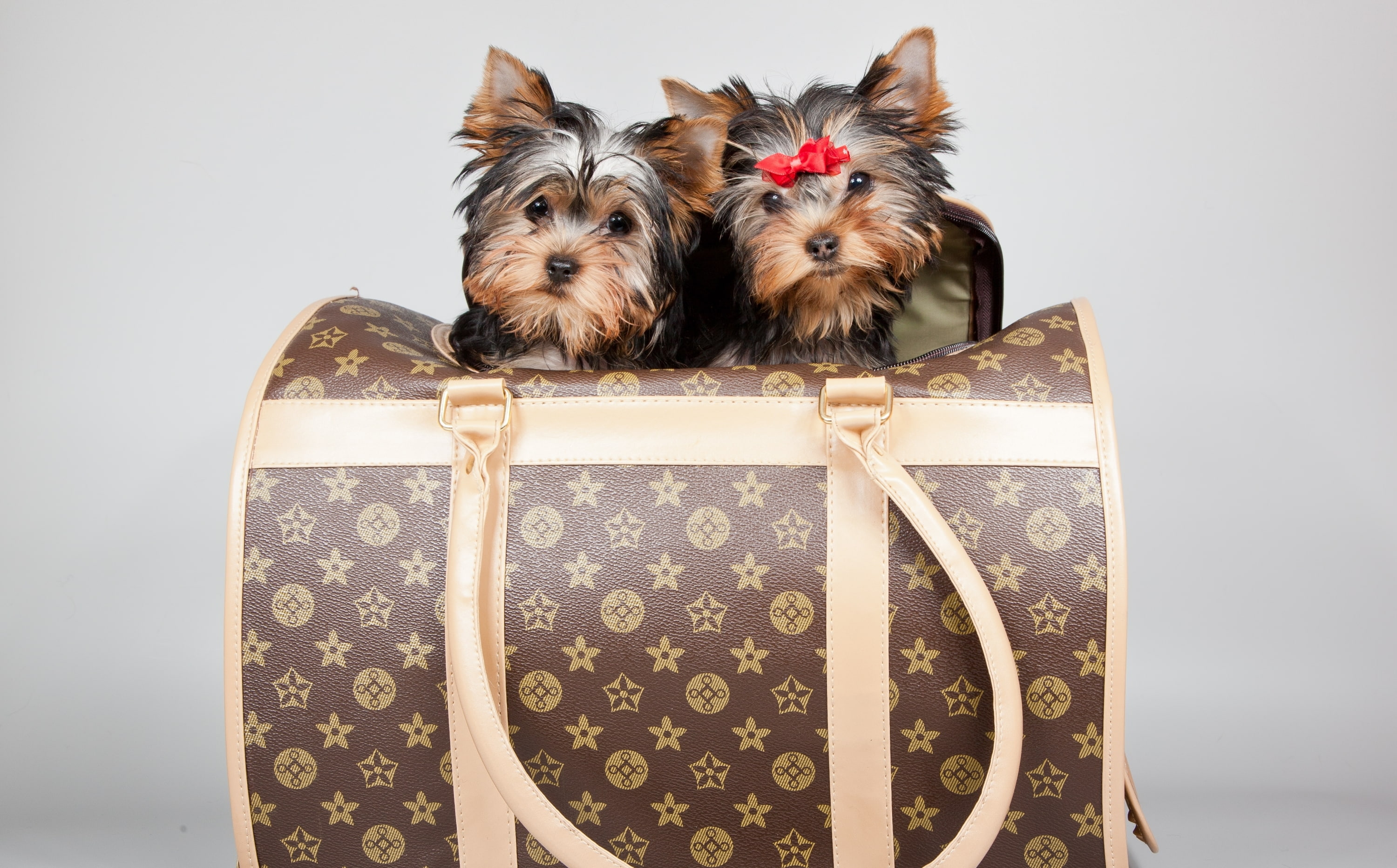 puppies, 2K, Terriers, bow, Louis Vuitton, bag, HD Wallpaper