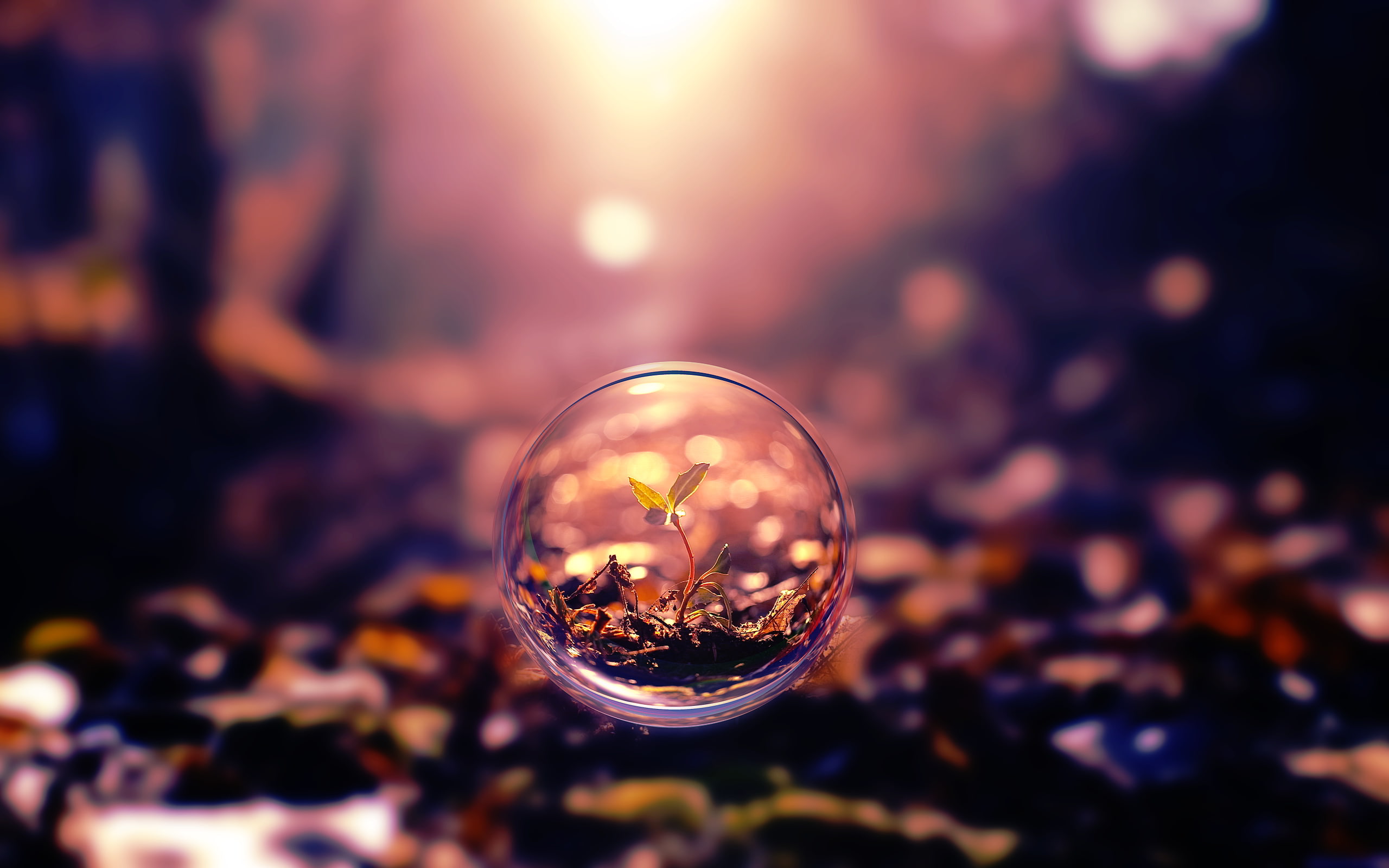 small tree, photography, depth of field, field, 2K, small, ball, depth, tree, HD Wallpaper