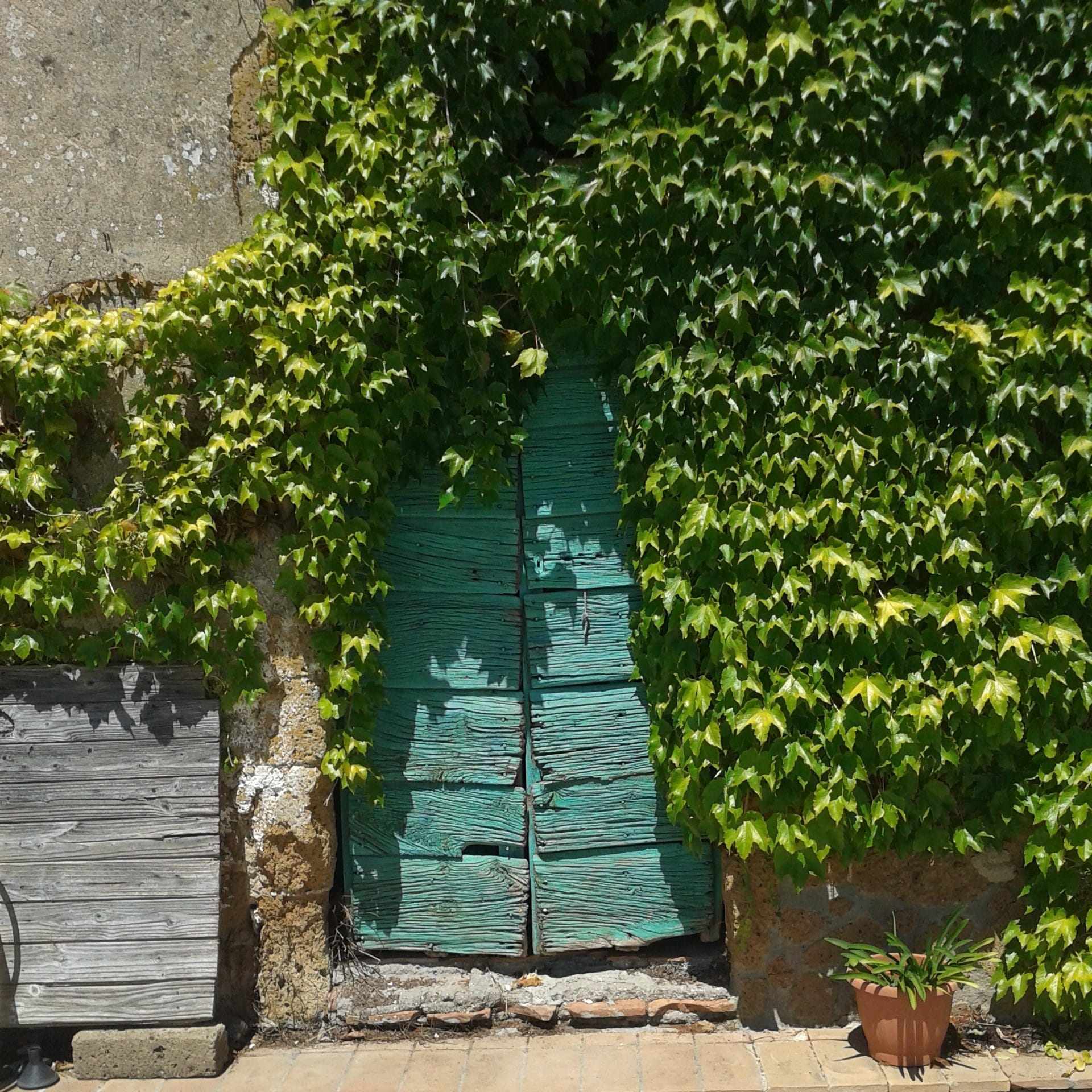 italy, barn, vegetation, stable, entrance, ivy, day, doors, old, building exterior, 1080P, architecture, safety, tree, outdoors, nature, building, double, Phone HD Wallpaper