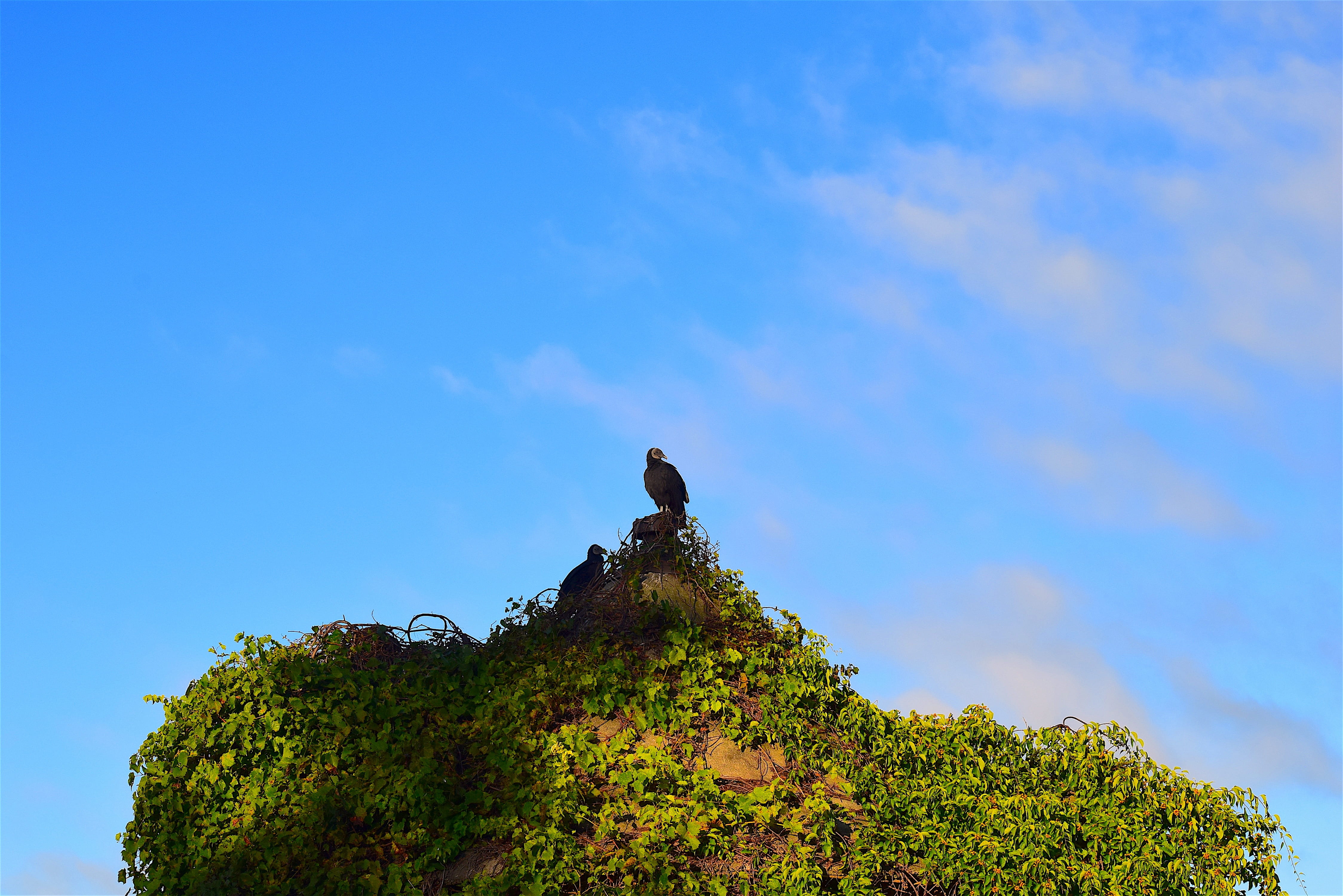 farm, barn, vulture, animal themes, outdoor, perching, bird, morning, blue, silo, agriculture, vines, copy space, day, ivy, outdoors, sunrise, no people, HD Wallpaper