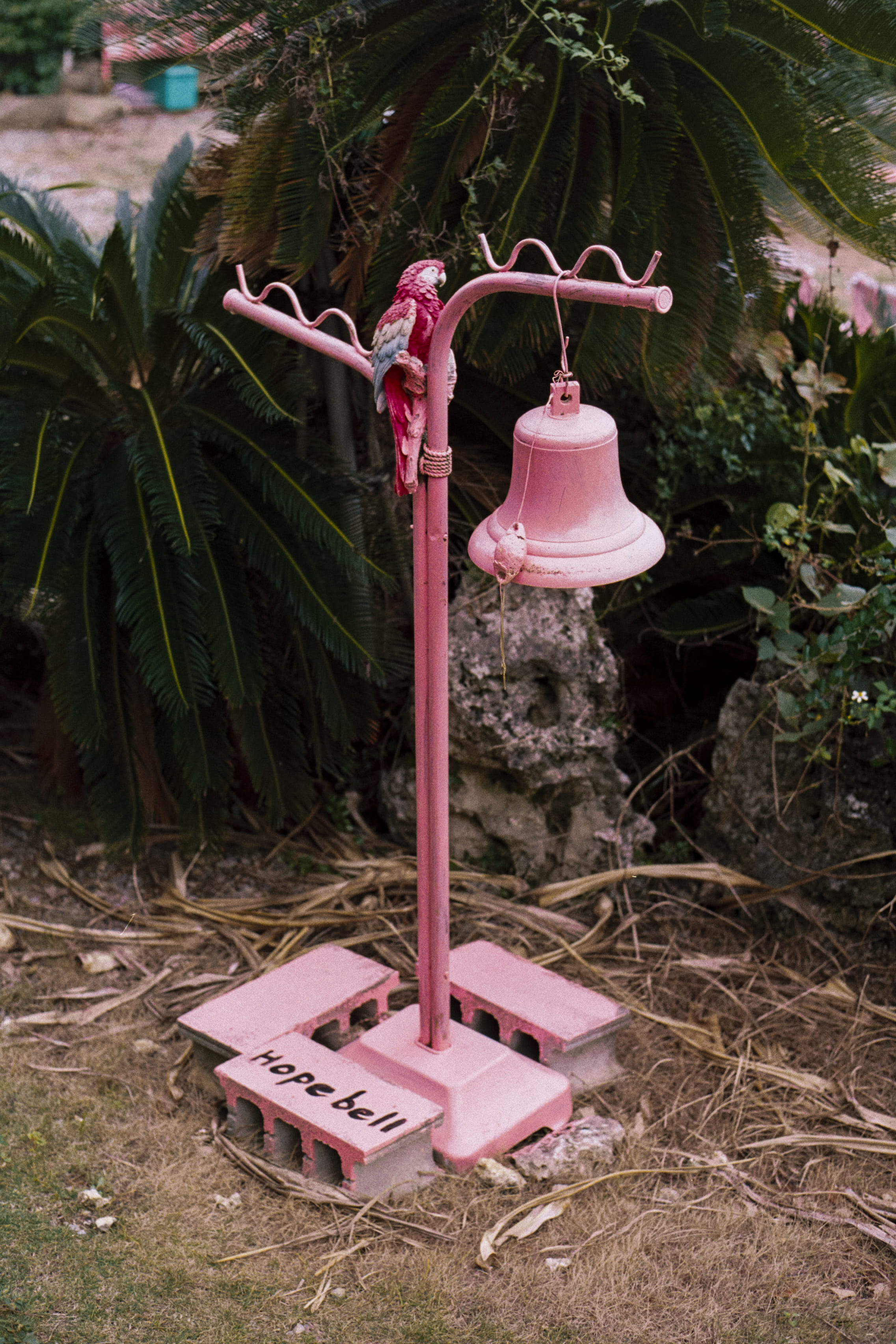branch, growth, lantern, pink, pink color, odd, no people, sign, text, japan, tree, 2K, day, watering can, outdoors, parrot, nature, land, plant, okinawa prefecture, Phone HD Wallpaper