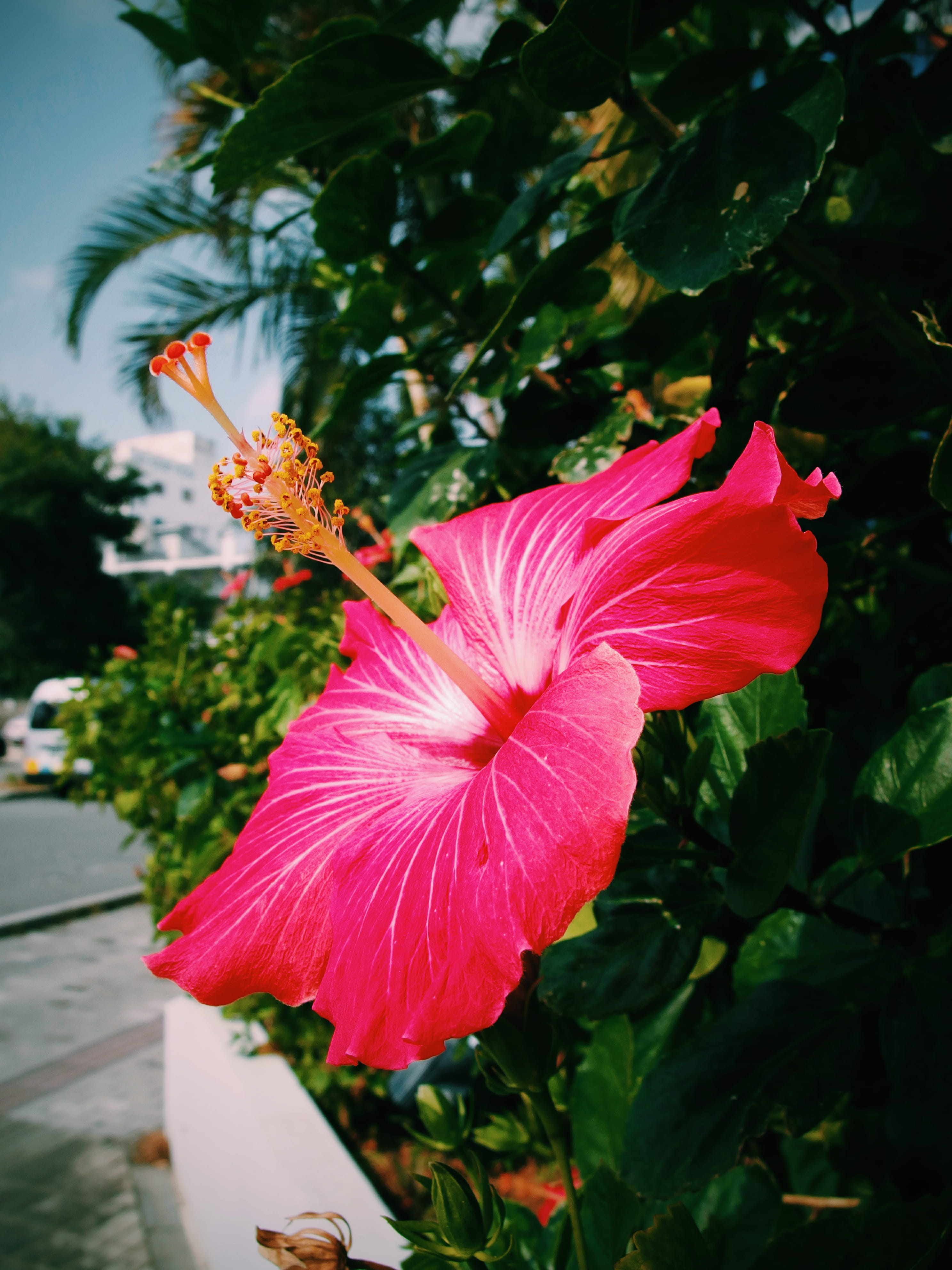 plant part, petal, plant, flower, flower head, growth, close-up, flowering plant, focus on foreground, nature, flowers, tropical, pollen, freshness, stamen, Phone HD Wallpaper