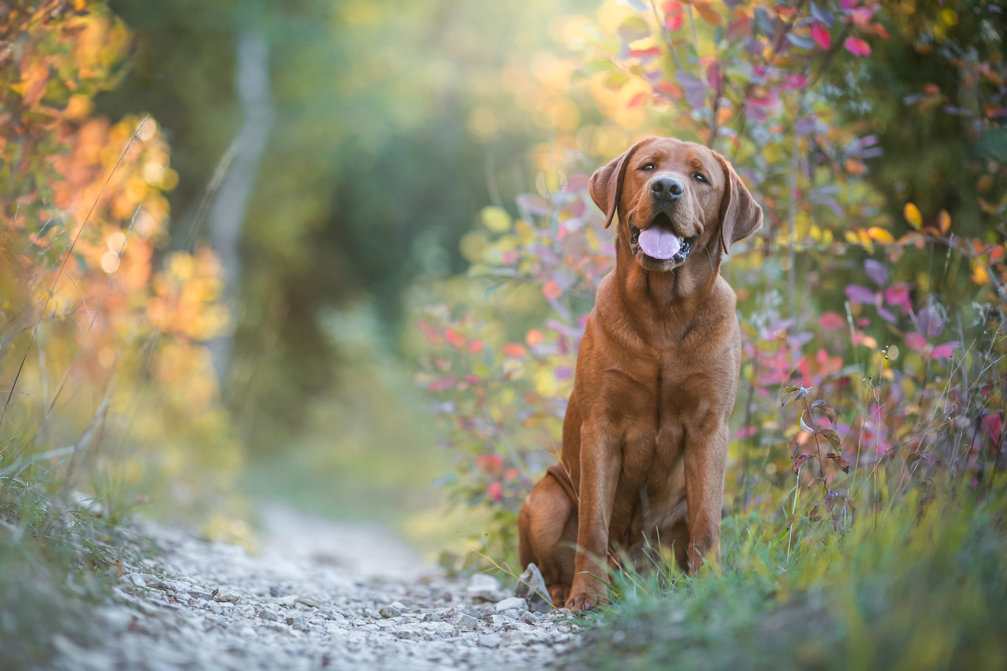 background, blurred, stones, path, Labrador, 1080P, look, Retriever, leaves, language, Park, dog, pose, brown, branches, portrait, foliage, autumn, nature, HD Wallpaper
