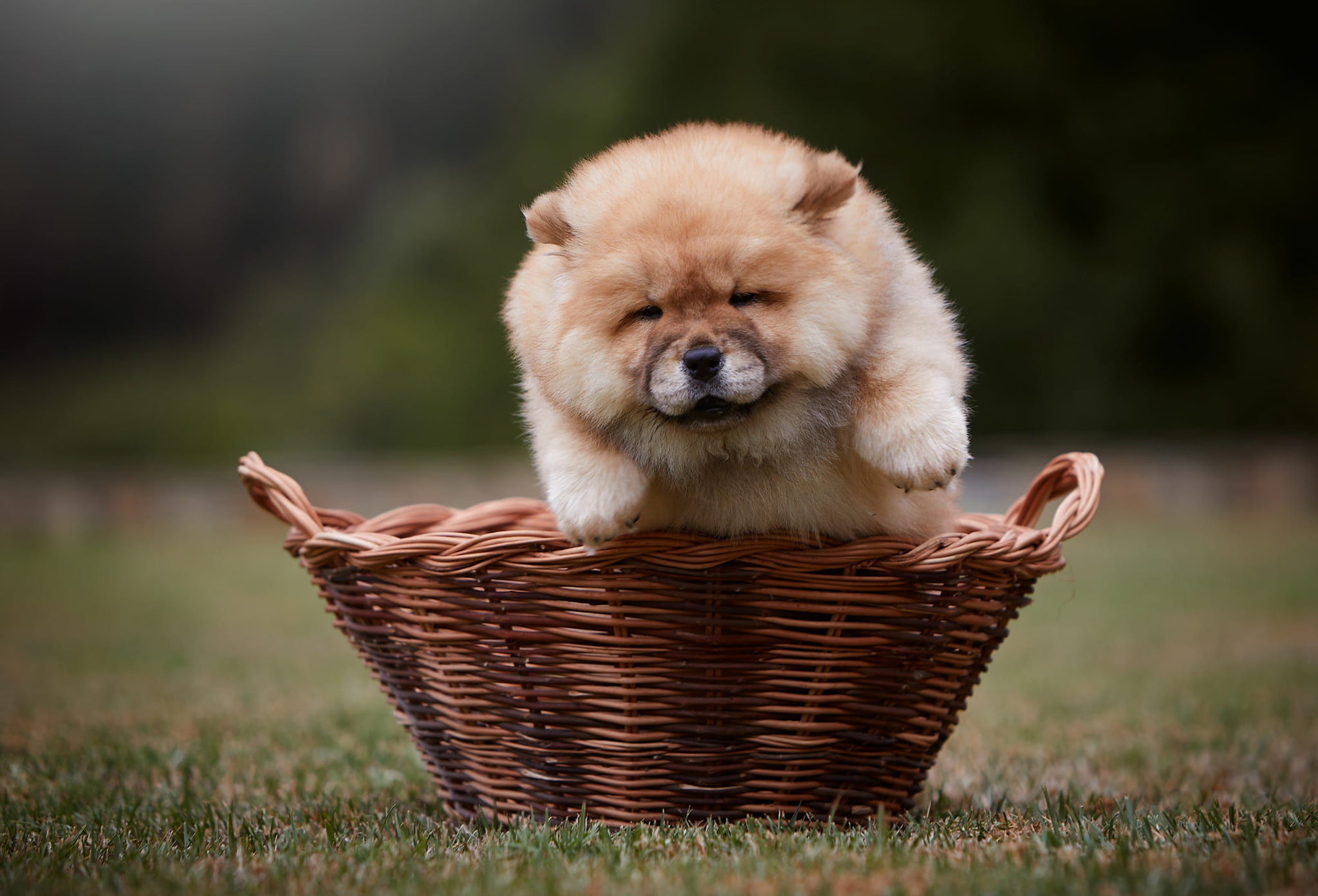 1080P, puppy, background, summer, glade, basket, grass, Chow, pose, dog, brown, face, nature, lawn, funny, paws, hairy, the dark background, cute, look, HD Wallpaper