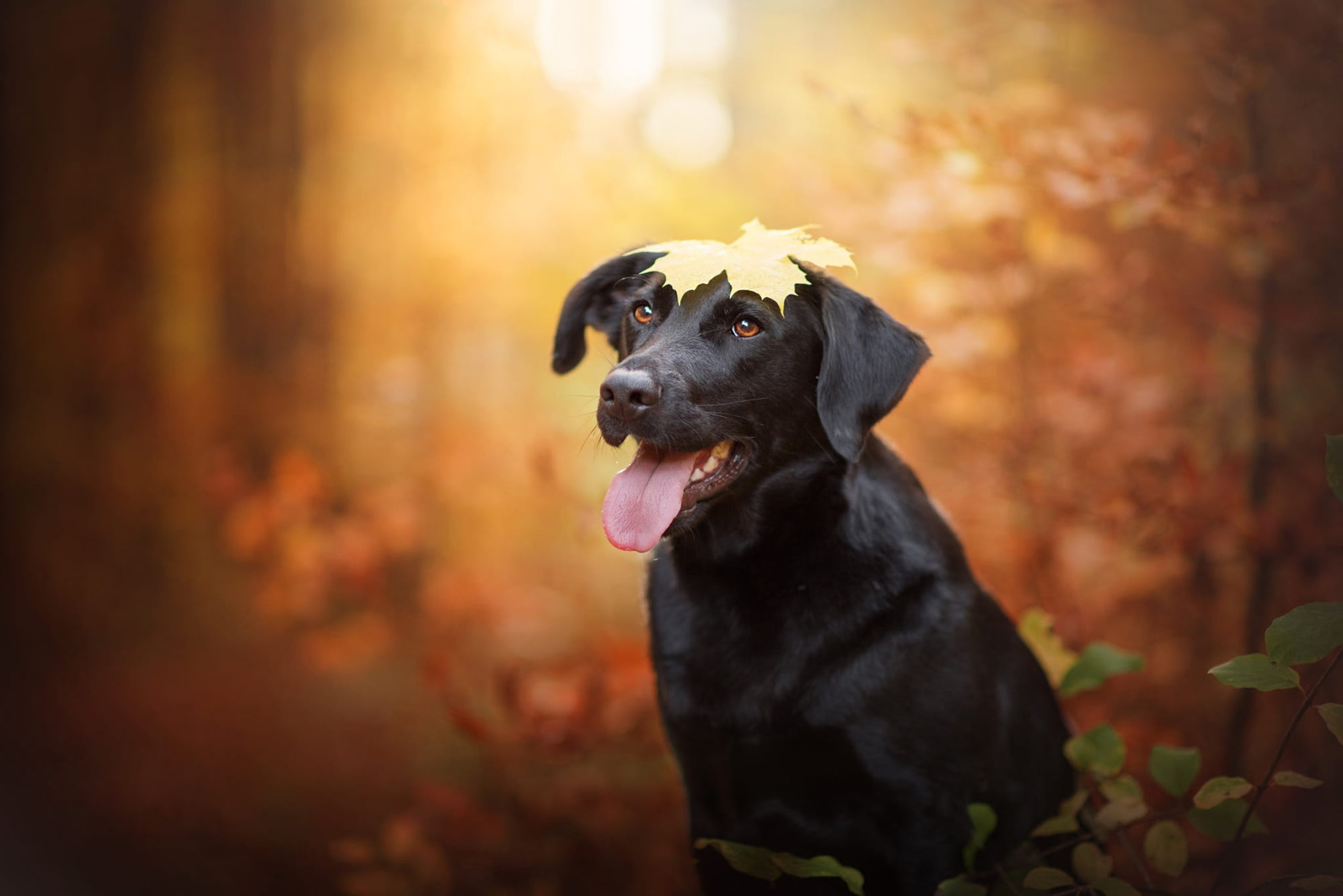maple, portrait, brown-eyed, face, leaves, look, blurred, background, 1080P, black, branches, nature, bokeh, Park, light, dog, ears, language, yellow, HD Wallpaper