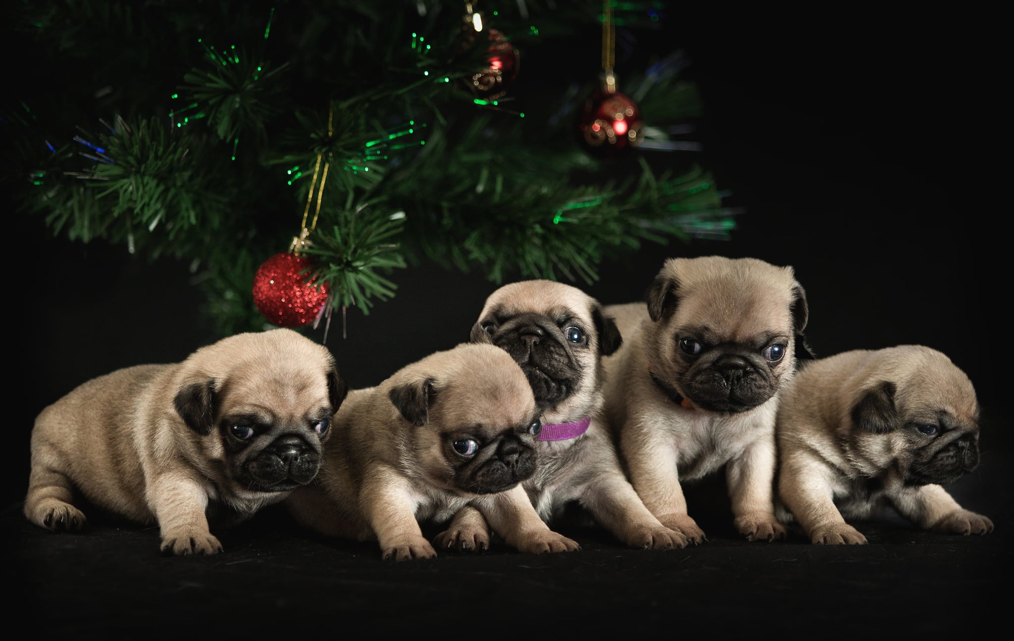 Christmas, small, needles, pugs, legs, a lot, brood, puppies, cuties, 1080P, five, balls, together, ball, New year, tree, Milota, friends, spruce, the pugs, HD Wallpaper