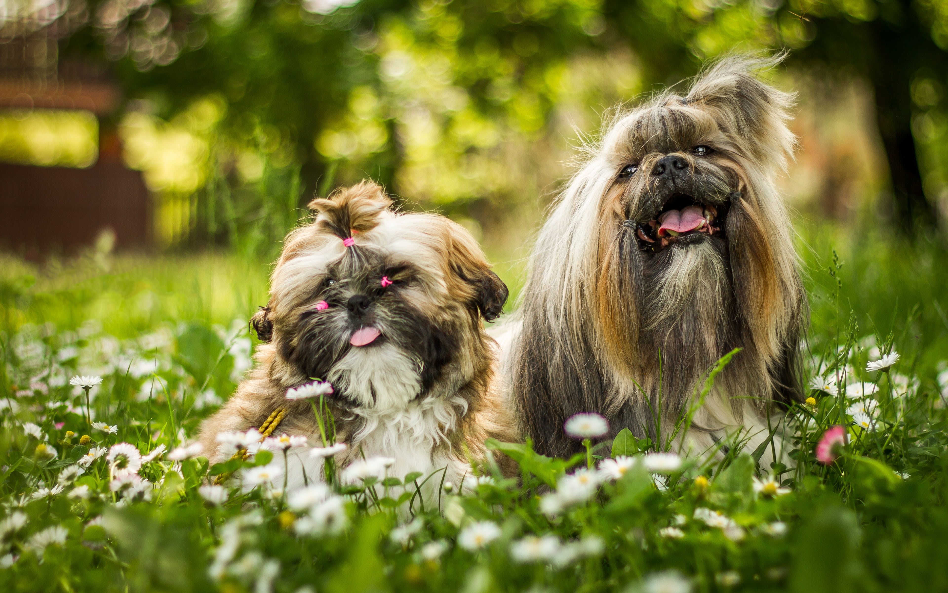 garden, flowers, mood, Park, meadow, greens, friends, language, Shih Tzu, two, cuties, clip, background, decorative, chamomile, faces, dog, a couple, hairstyle, HD Wallpaper