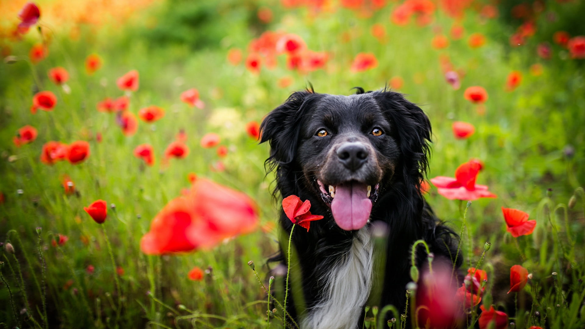 field, nature, dog, poppy field, green background, flowers, doggie, positive, portrait, look, black, walk, language, red, cute, summer, pose, sitting, 1080P, HD Wallpaper