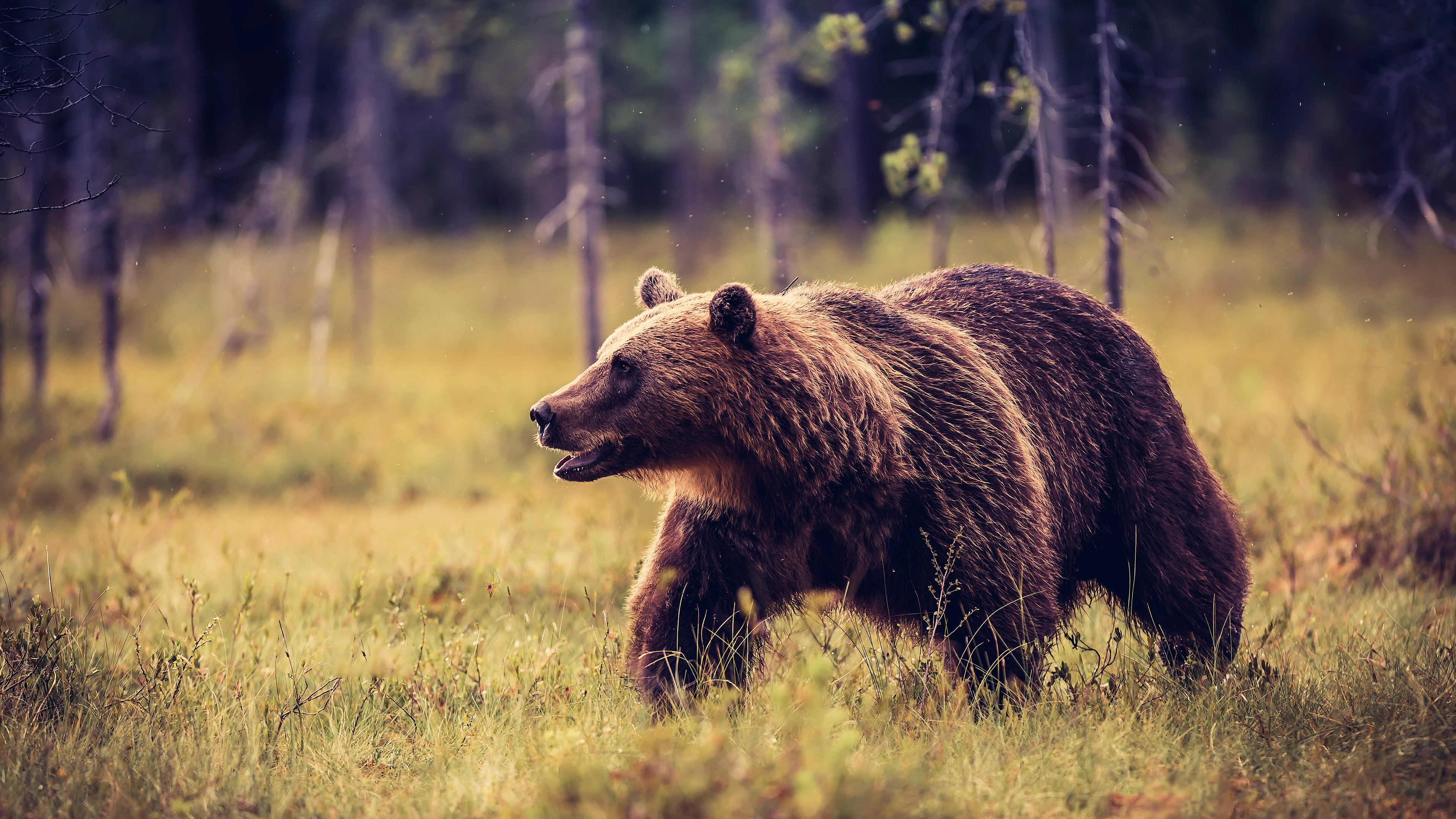 4K, background, glade, trunks, brown, trees, paws, nature, bear, walk, pose, grass, blurred, forest, midges, is, look, mouth, HD Wallpaper