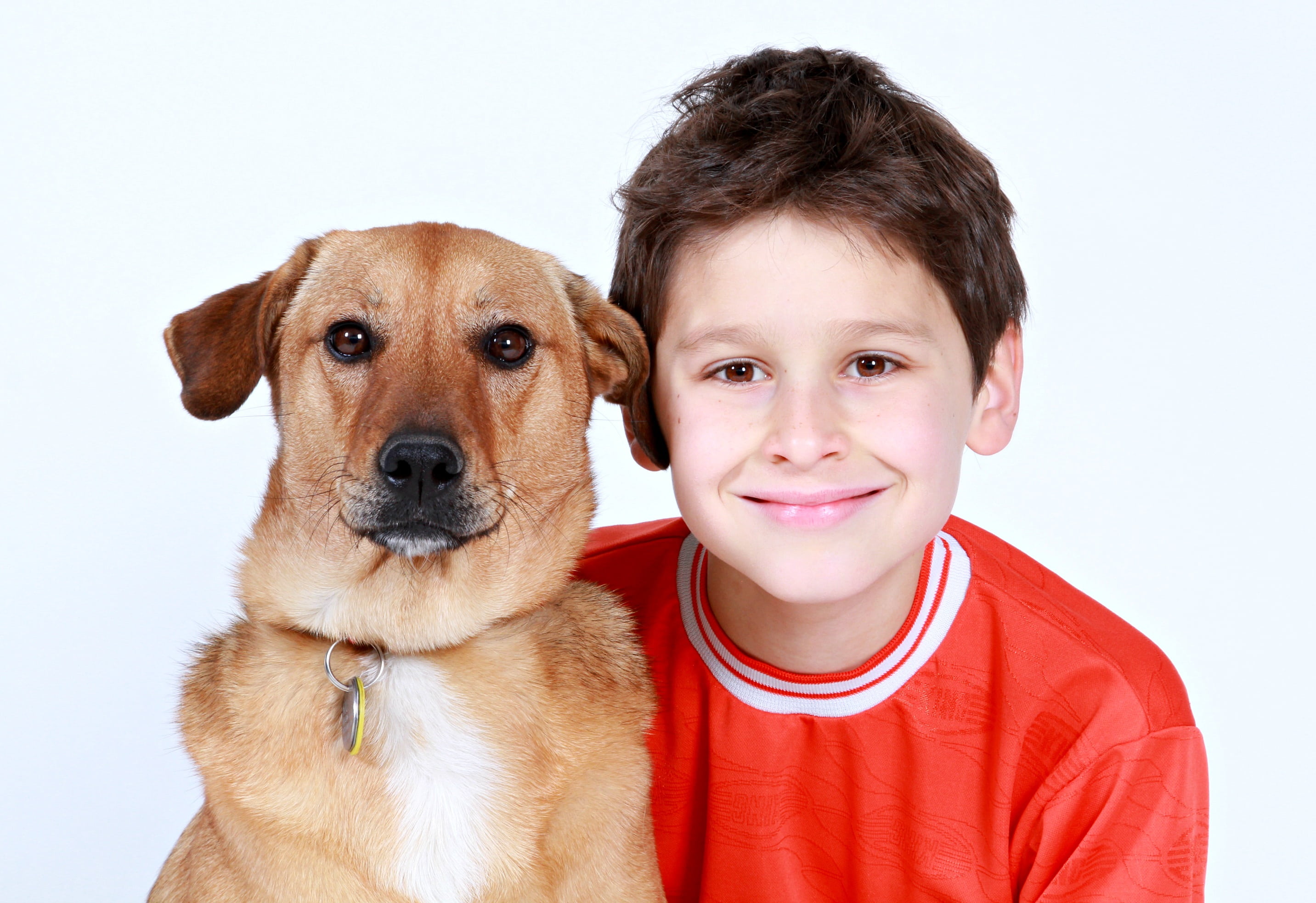 pets, neck, boys, men, innocence, cheerful, 2K, animal, domestic, shirt, family, portrait, dogs playing, red, canine, child, kid, childhood, wearing, one animal, HD Wallpaper