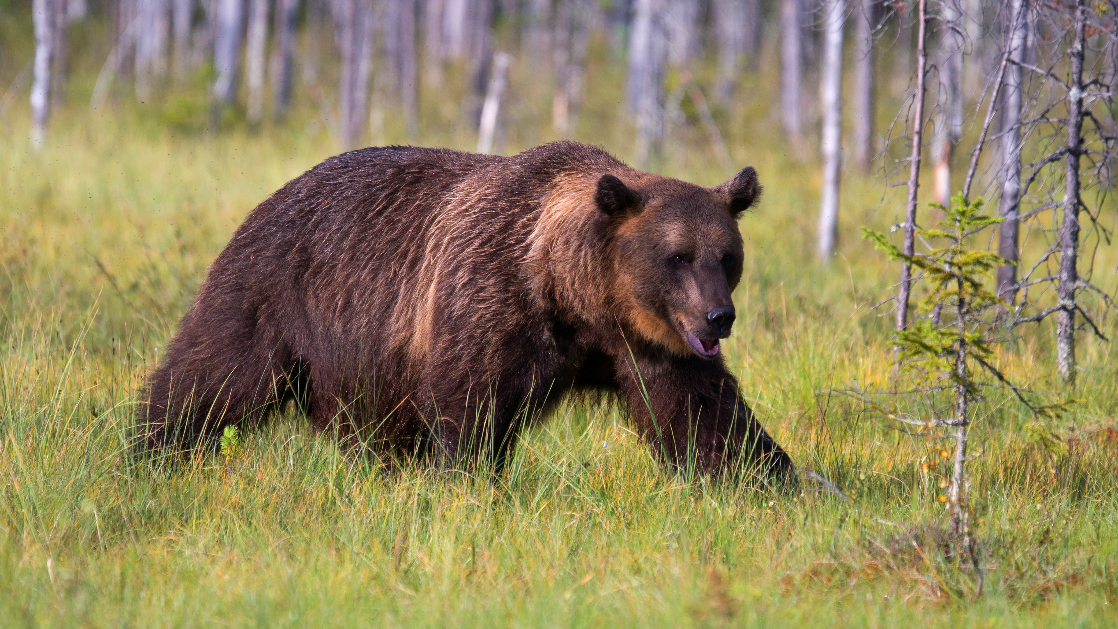 look, 4K, walk, nature, bear, mouth, forest, summer, trees, grass, pose, brown, HD Wallpaper