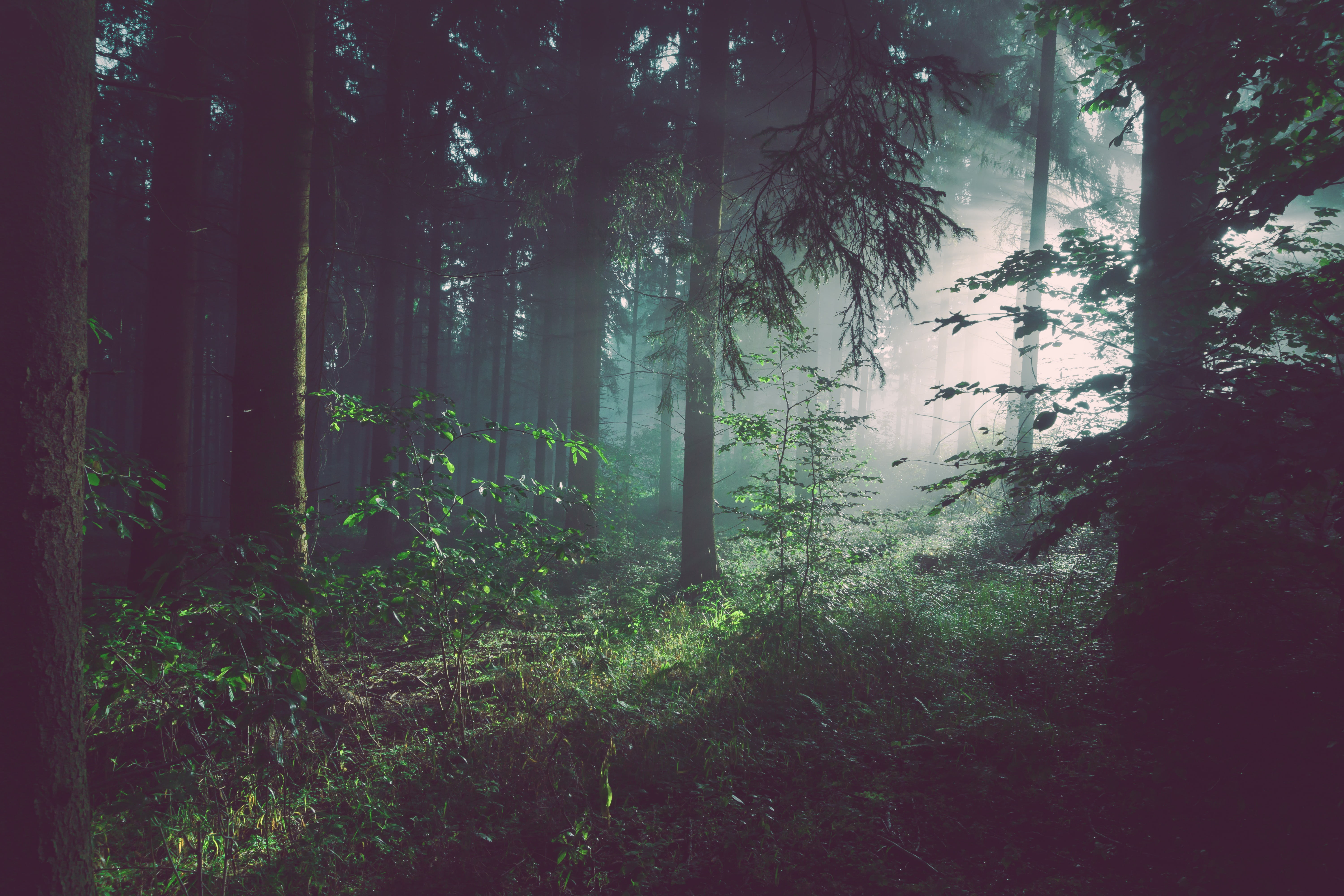 shrubs, person, tree, woods, 5K, tranquil scene, freedom, taking, beauty in nature, plants, growth, landscape, plant, trees, photo, woodland, no people, HD Wallpaper