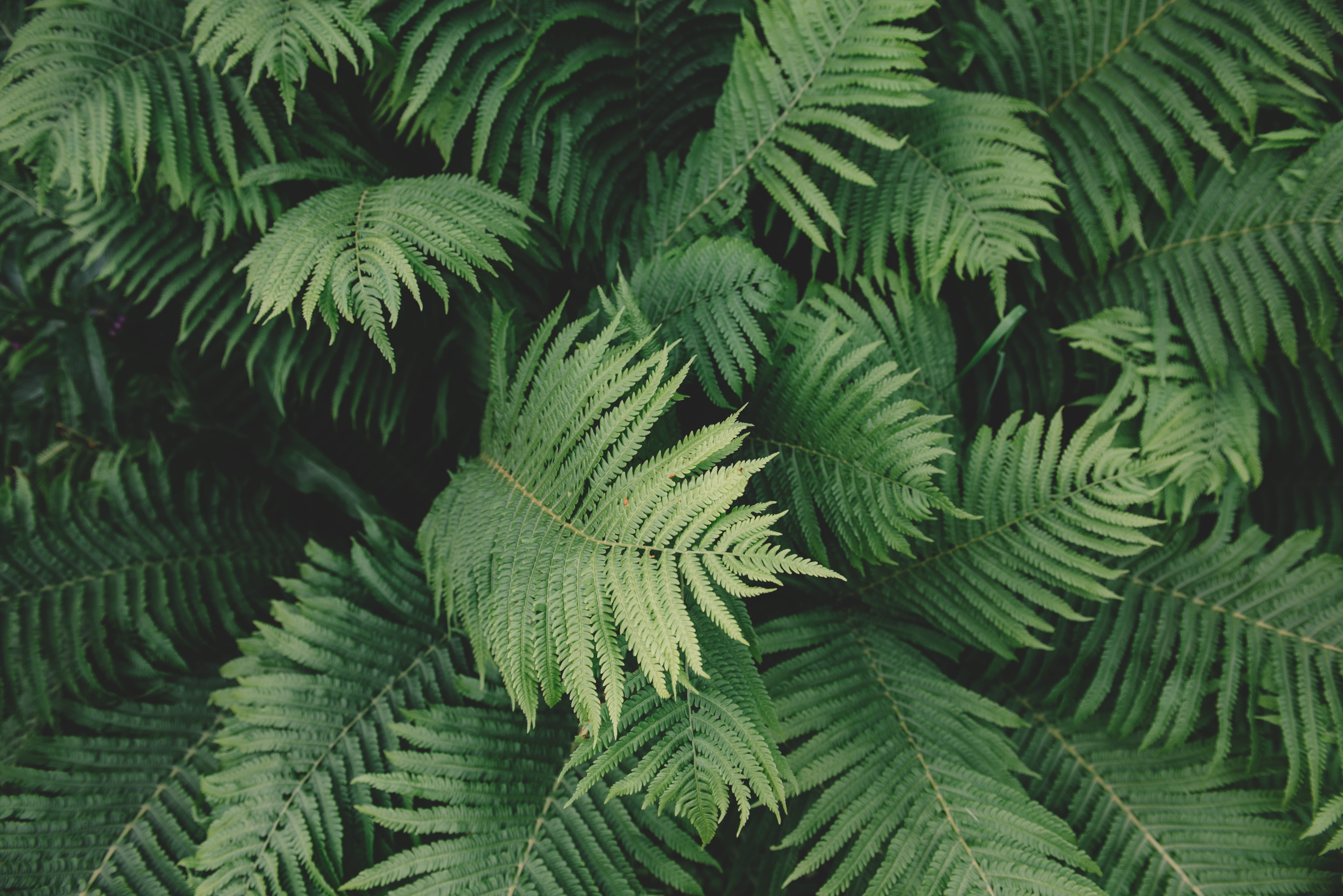 plant, 5K, plants, branch, coniferous tree, tranquility, high angle view, pattern, outdoors, evergreen Tree, no People, botany, green Color, fern, leaf, HD Wallpaper