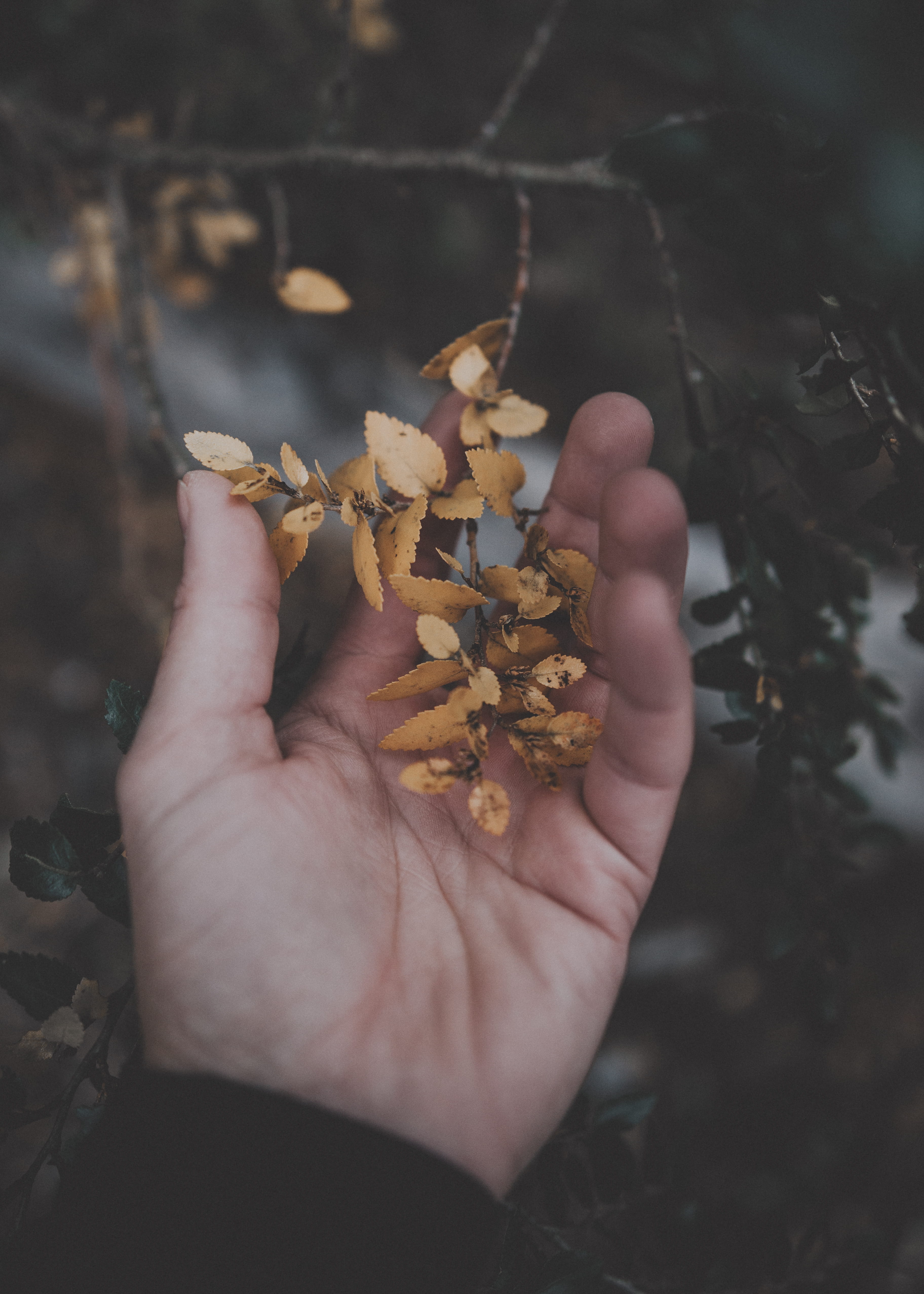 one person, beige, lifestyles, human finger, leaves, leaf, maple leaf, human body part, selective, 4K, personal perspective, holding, unrecognizable person, Phone HD Wallpaper