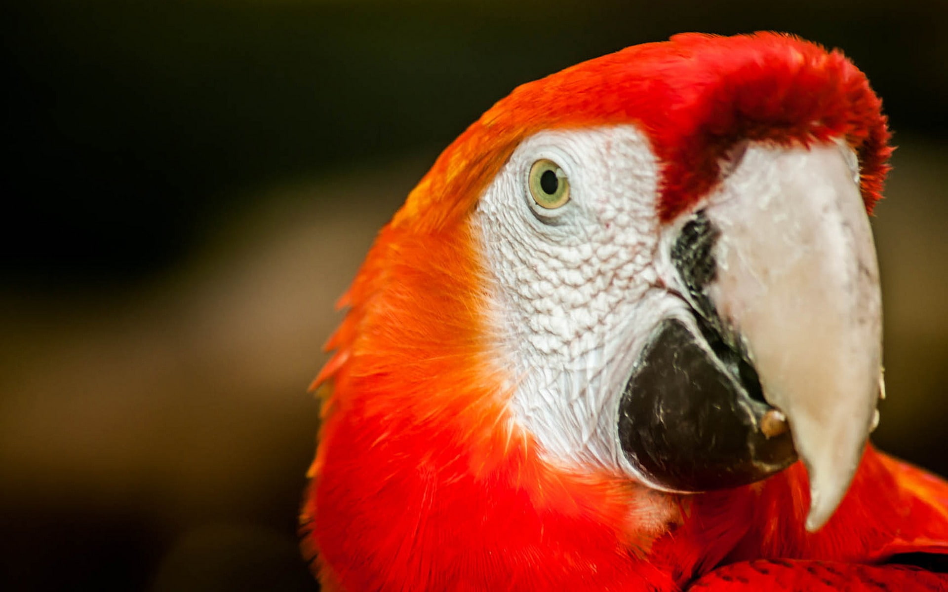 animal body part, parrot, close-up, day, focus on foreground, 1080P, system, tropical bird, beak, portrait, scarlet macaw, looking at camera, orange color, HD Wallpaper