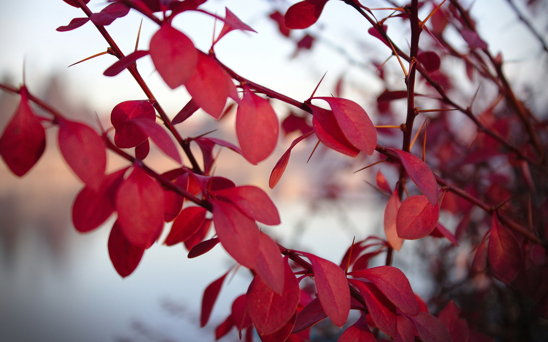 change, system, outdoors, fragility, freshness, leaves, flowering plant, selective focus, close-up, tree, focus on foreground, red, beauty in nature, HD Wallpaper