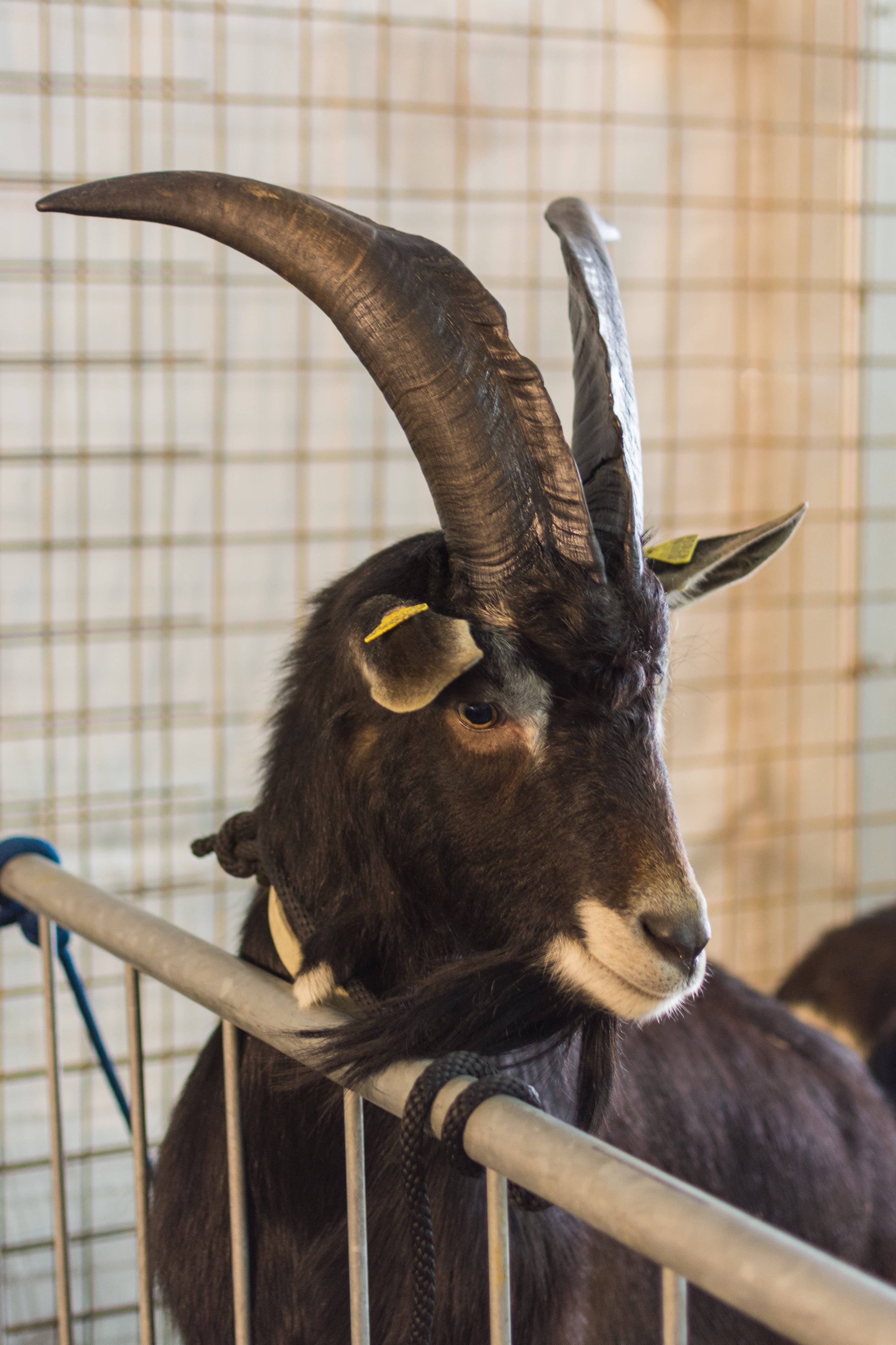 animal head, first floor, horns, animal world, animal, no people, horned, animal wildlife, animals in captivity, one animal, focus on foreground, italy, Phone HD Wallpaper