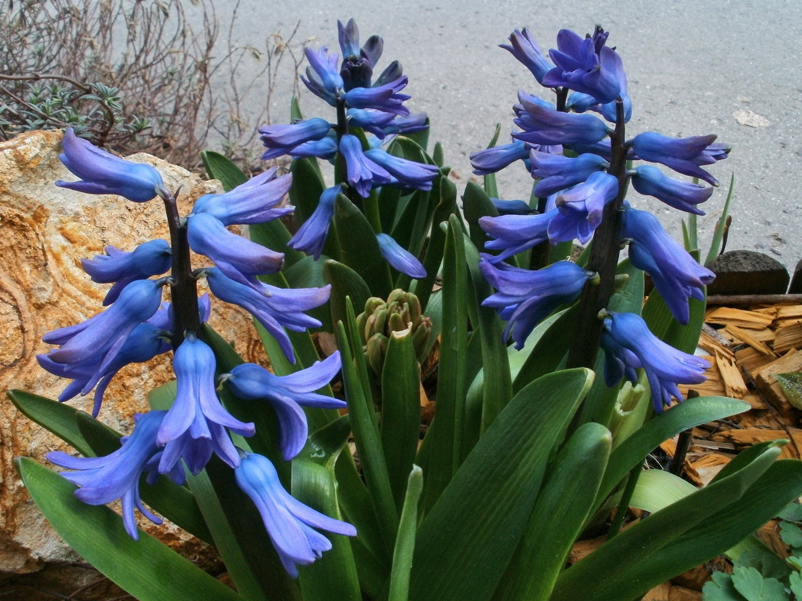 flower, 720P, flowers, vulnerability, iris, beauty in nature, day, flowering plant, growth, purple, wood chips, land, springtime, fragility, blue, close-up, HD Wallpaper