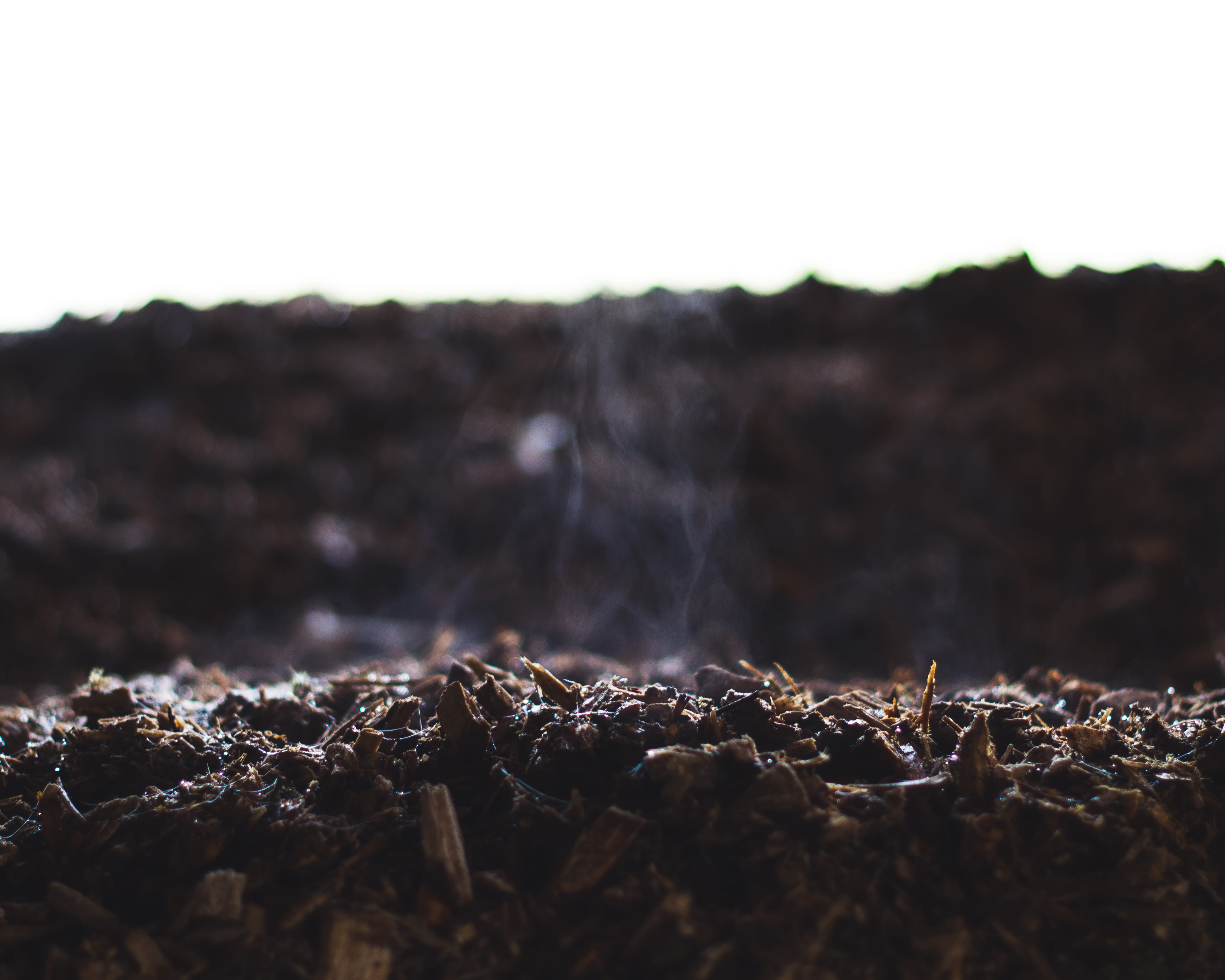arid climate, steam from tree, landscape, land, growth, nature, plant, wood chips, steam, selective focus, surface level, textured, beauty in nature, no people, HD Wallpaper