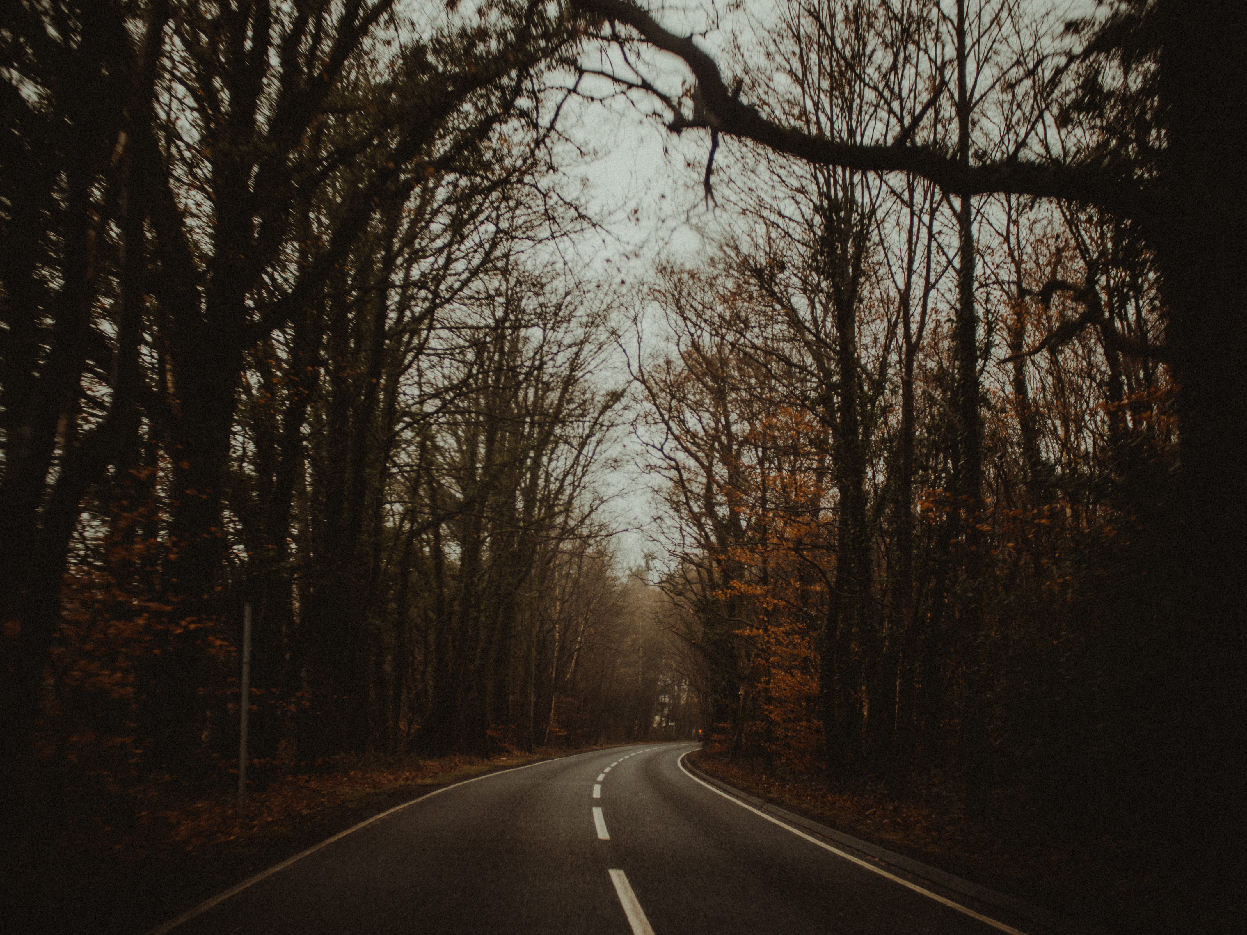 scenic, nature, guidance, forest, lane, symbol, treelined, journey, diminishing perspective, woods, mist, tranquility, england, direction, marking, scenery, HD Wallpaper