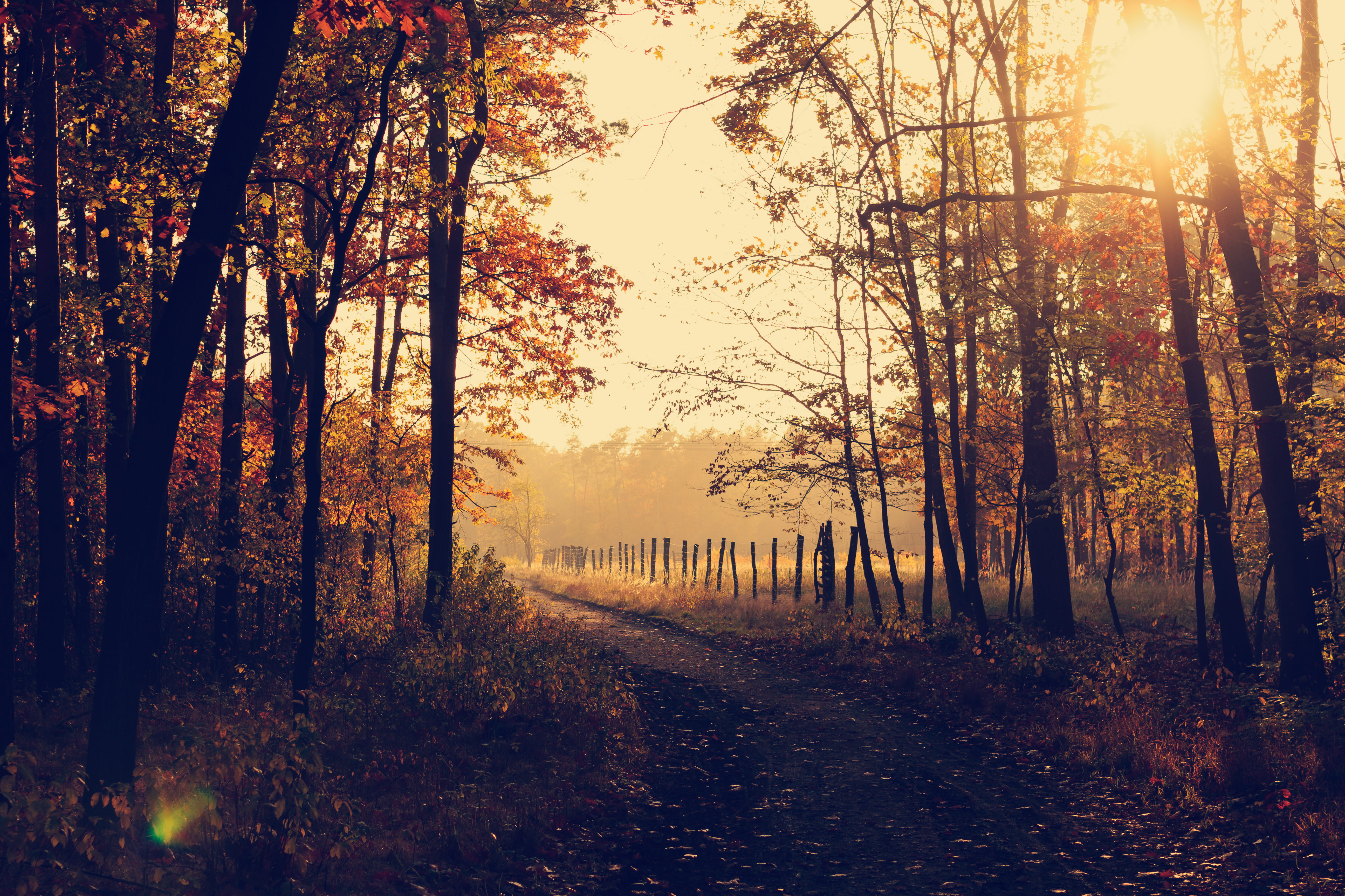 outdoors, golden, path, woodland, pathway, nature, tree trunk, forest, change, fog, trunk, 5K, diminishing perspective, tranquility, non-urban scene, no people, HD Wallpaper