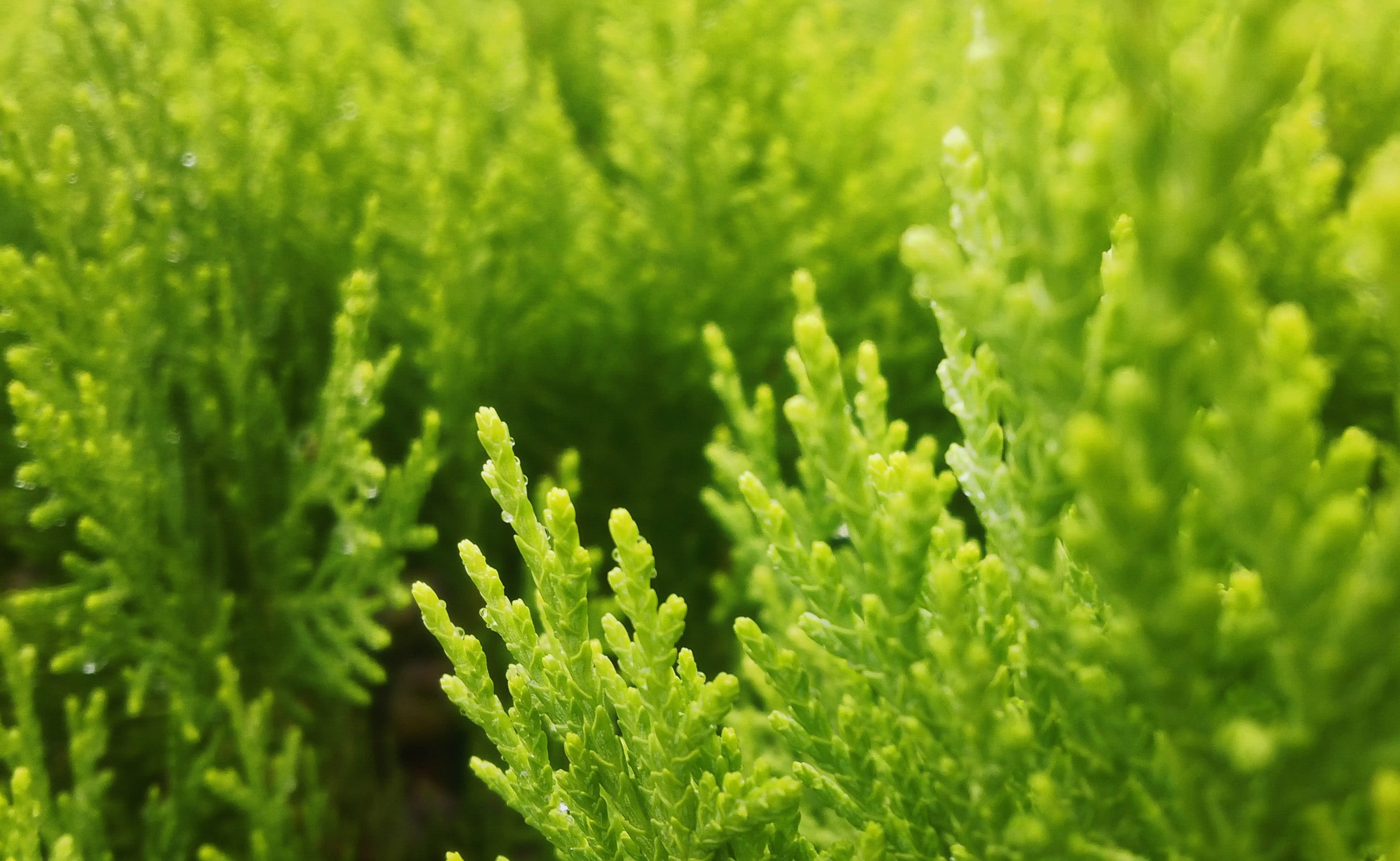 growth, mohali, healthy eating, food and drink, forest, green, green color, india, organic, leaf, herb, backgrounds, chandigarh university, food, day, HD Wallpaper