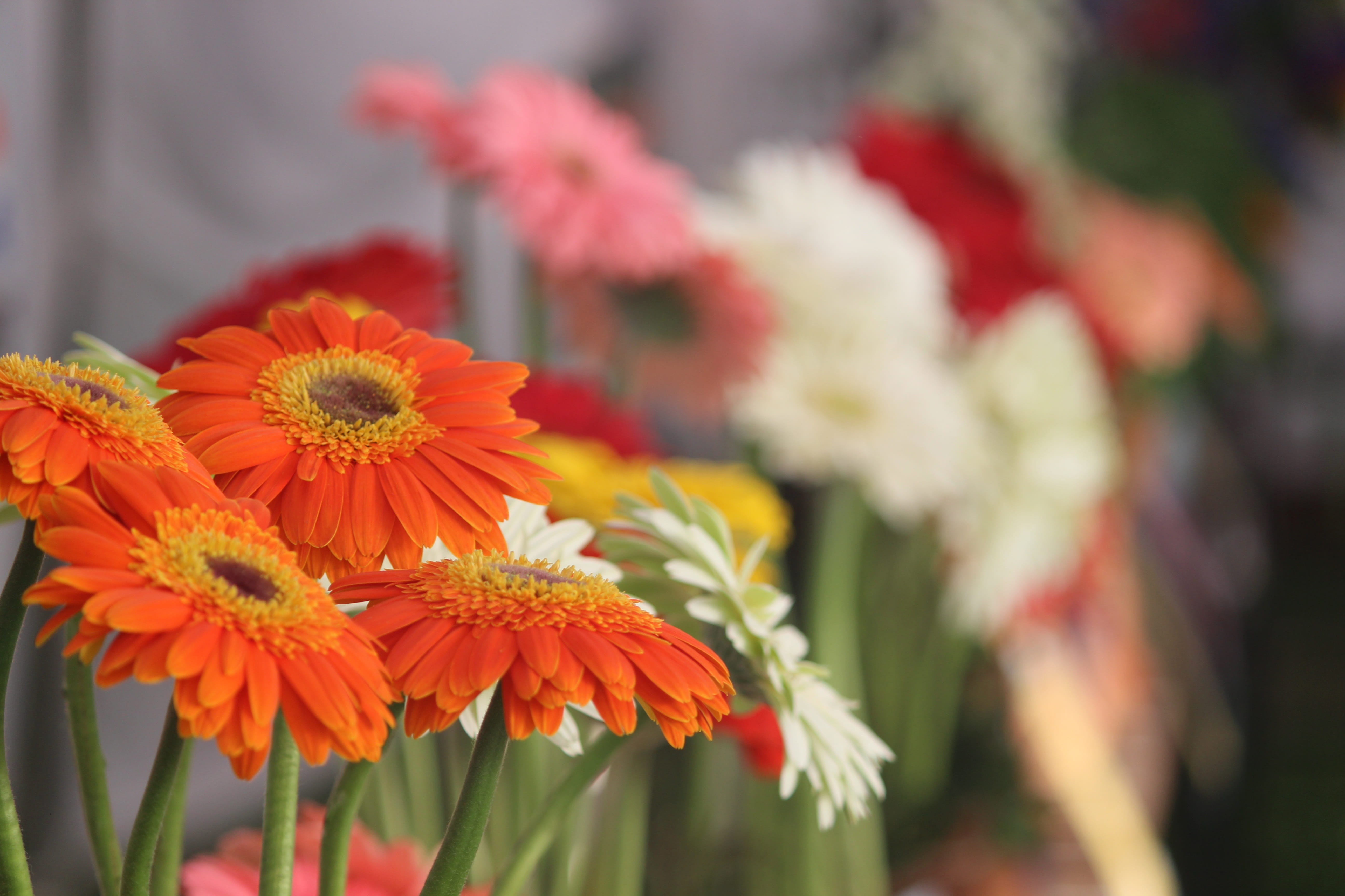 vulnerability, 5K, india, no people, chandigarh, bunch of flowers, bouquet, freshness, petal, pollen, Rose, plant, garden, flower arrangement, focus on foreground, HD Wallpaper