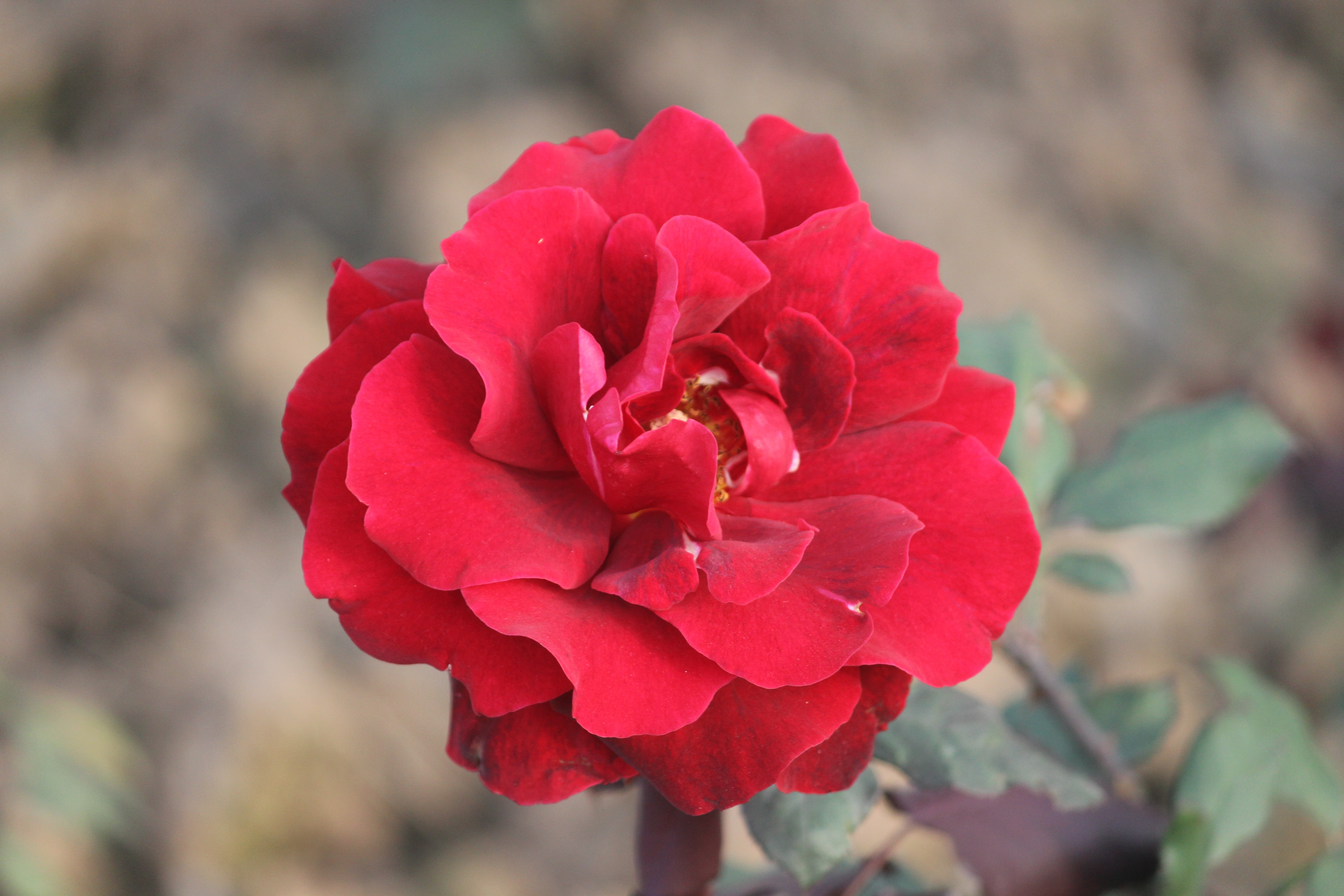 leaf, garden, close-up, rose - Flower, day, india, petal, no people, flower, 5K, vulnerability, outdoors, beauty in nature, inflorescence, red, flower Head, HD Wallpaper